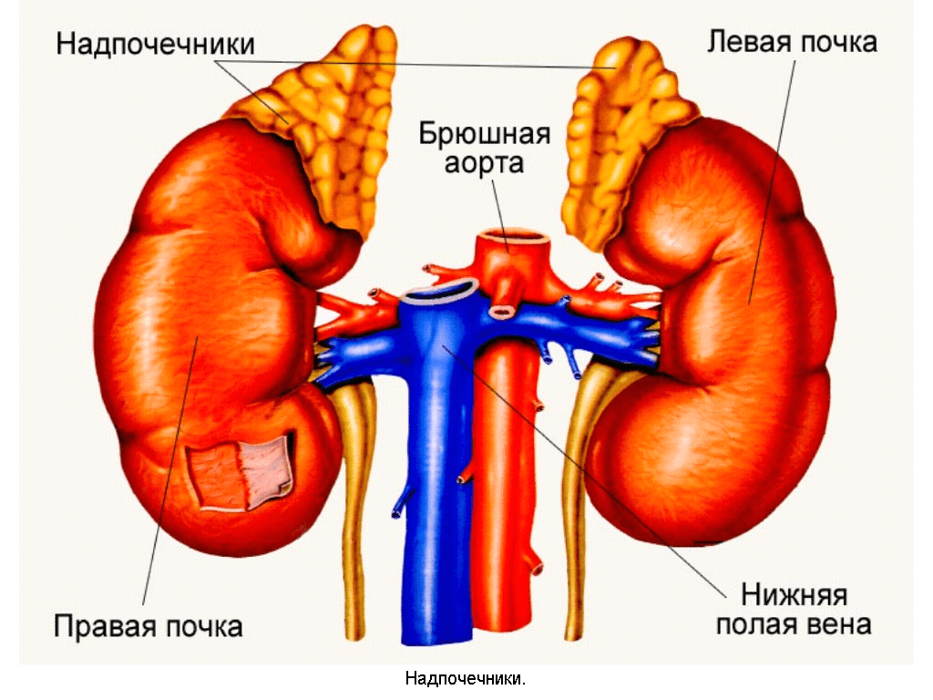 Болезнь: истории из жизни, советы, новости, юмор и картинки — Все посты,  страница 81 | Пикабу