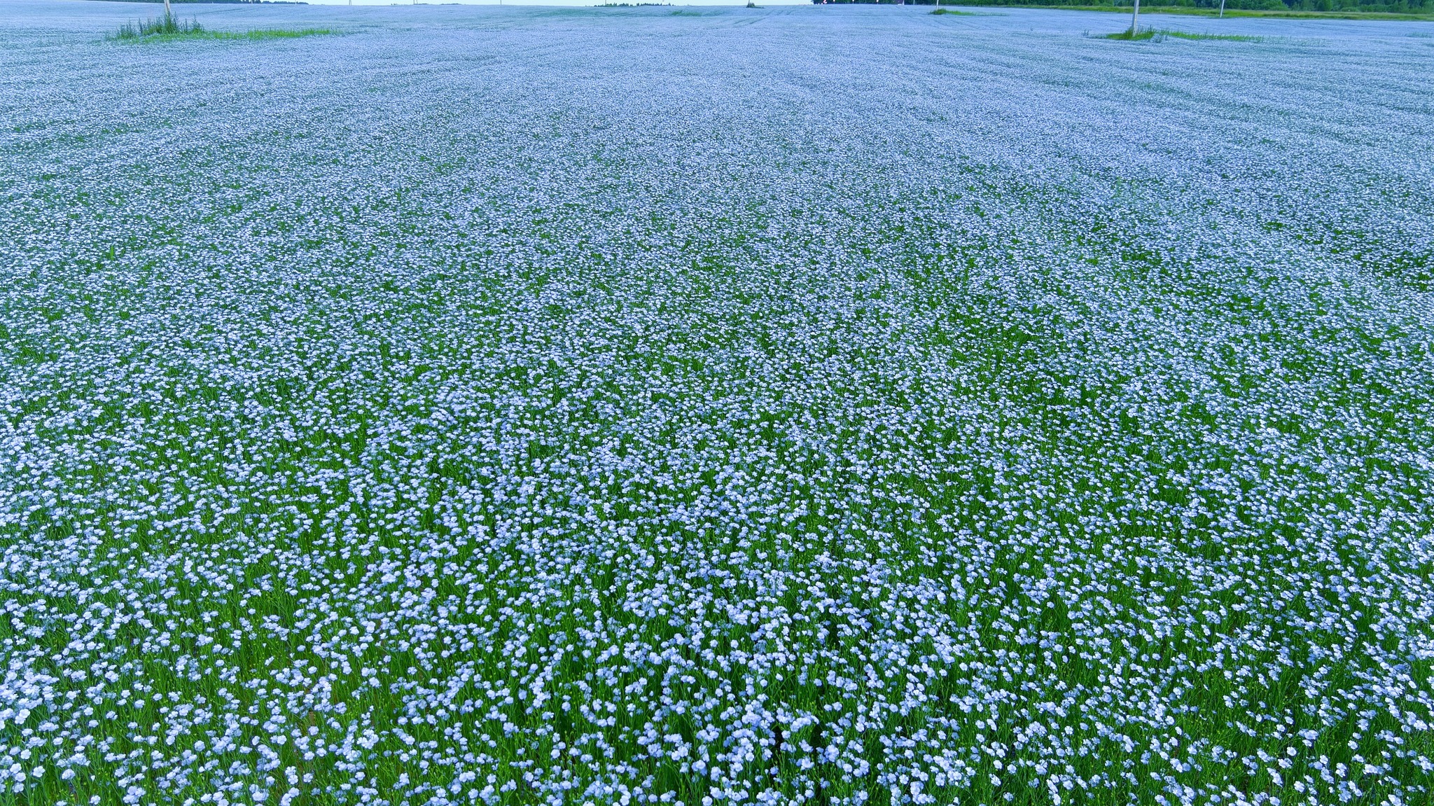 Синий лен цветет на лугу