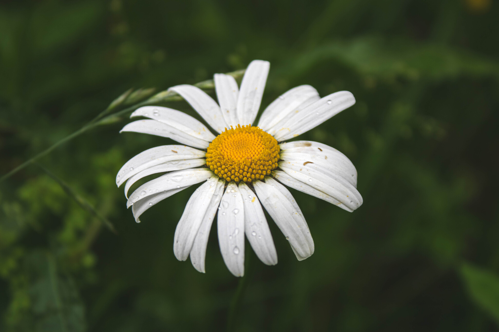 Сангвинария махровая. Белое разнообразие. Белый павлин альбинос. Белый интерьер. Сибирский хлопок.