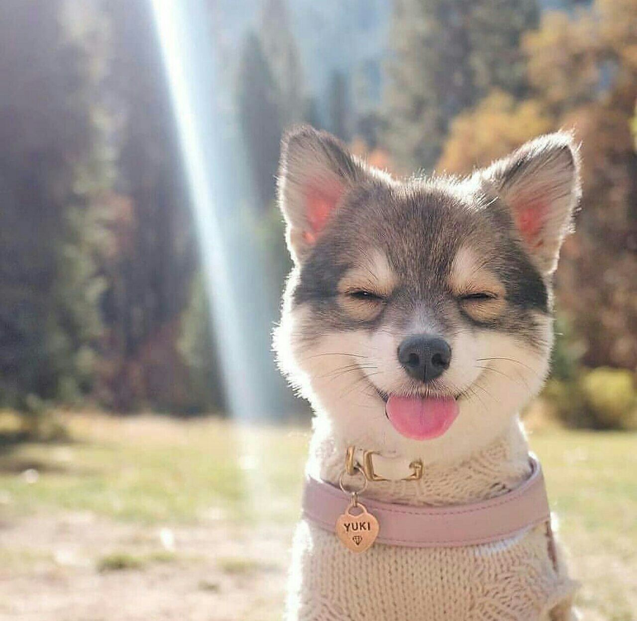 счастливый пес