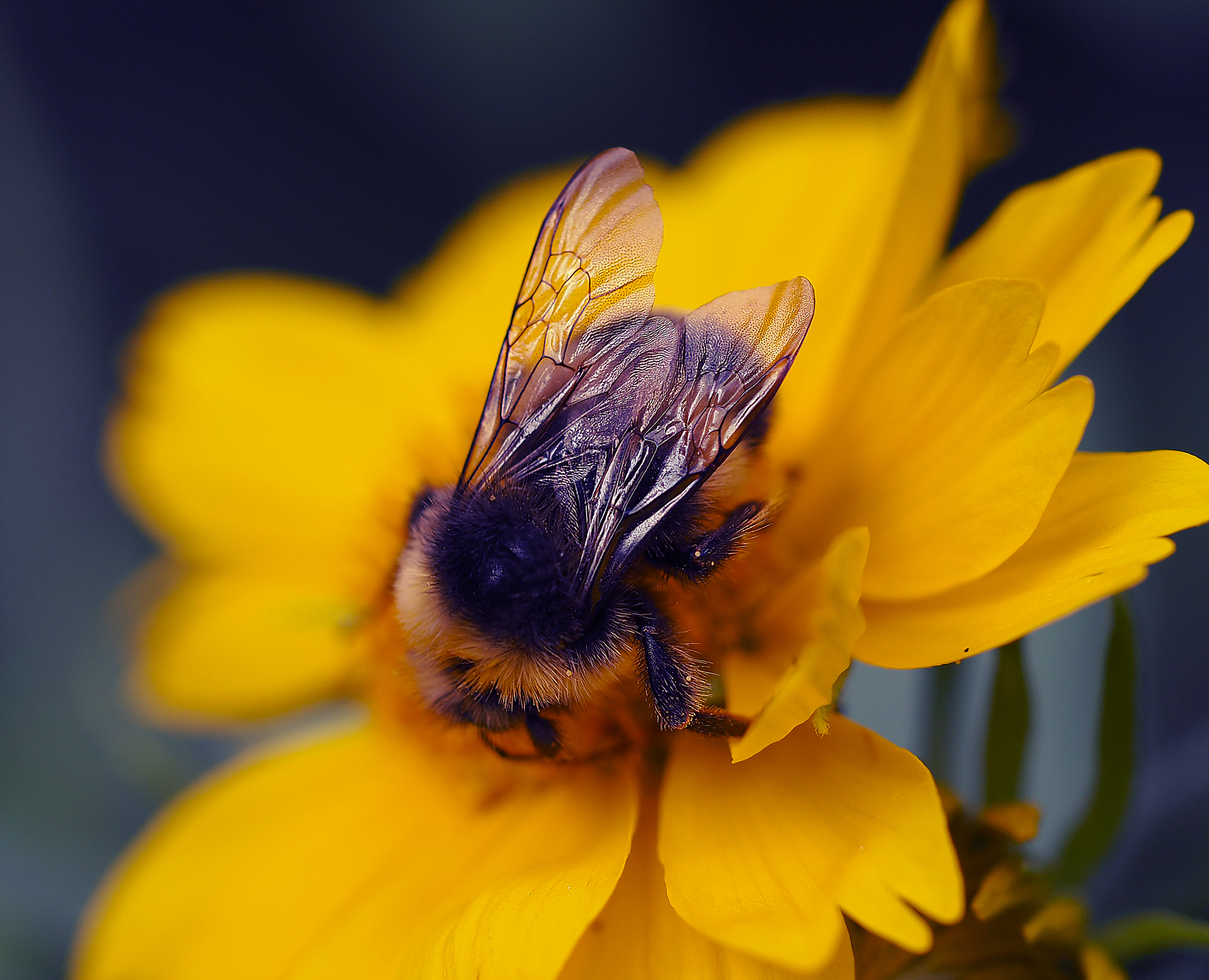 Стоковые фотографии по запросу Пчелы бабочки