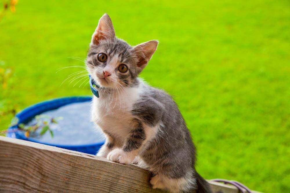 Mischievous kitty