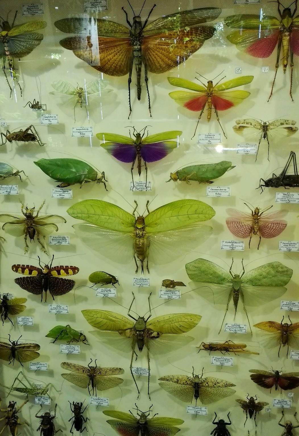 Привет арахнофобам | Пикабу