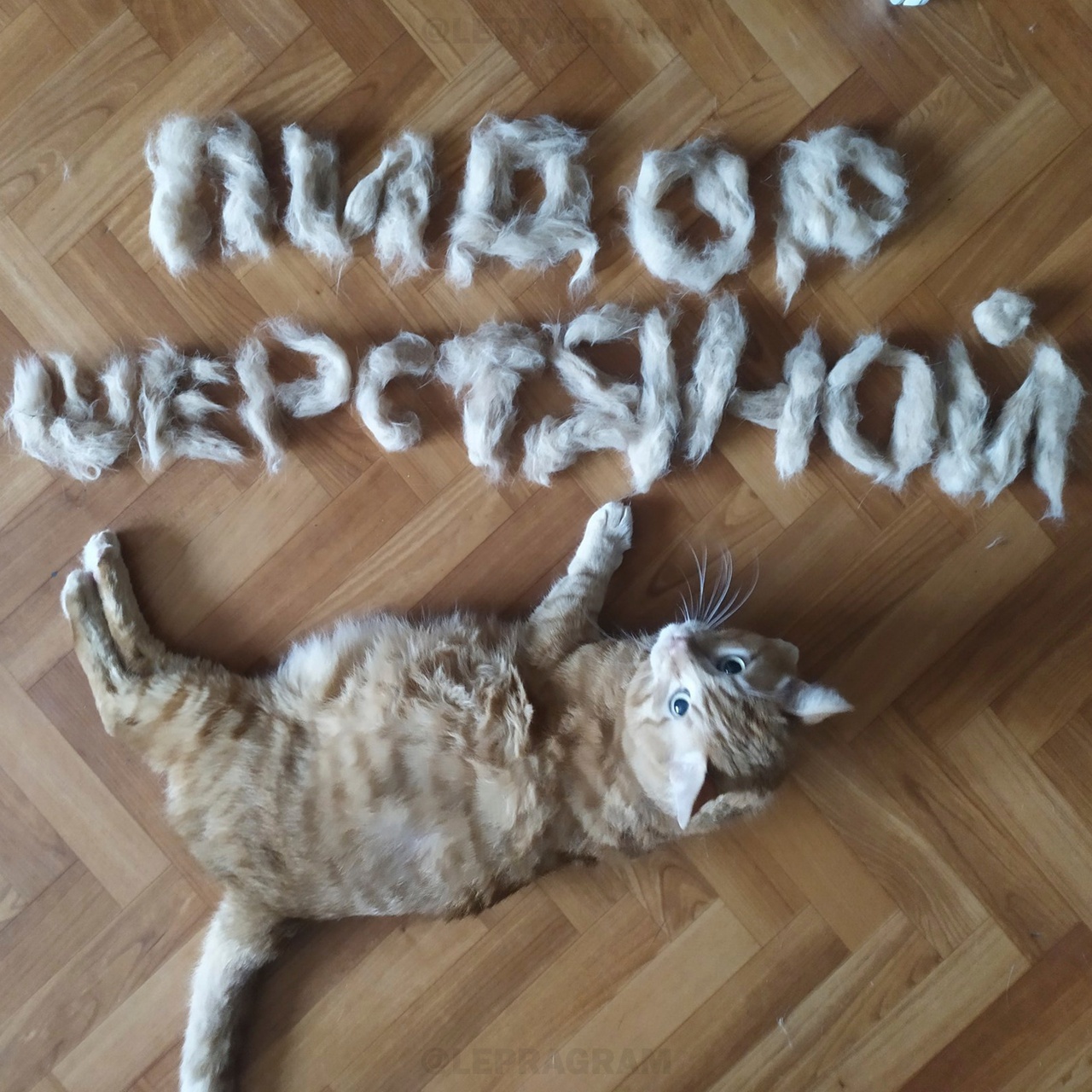 ОЧЕНЬ шерстяной! | Пикабу