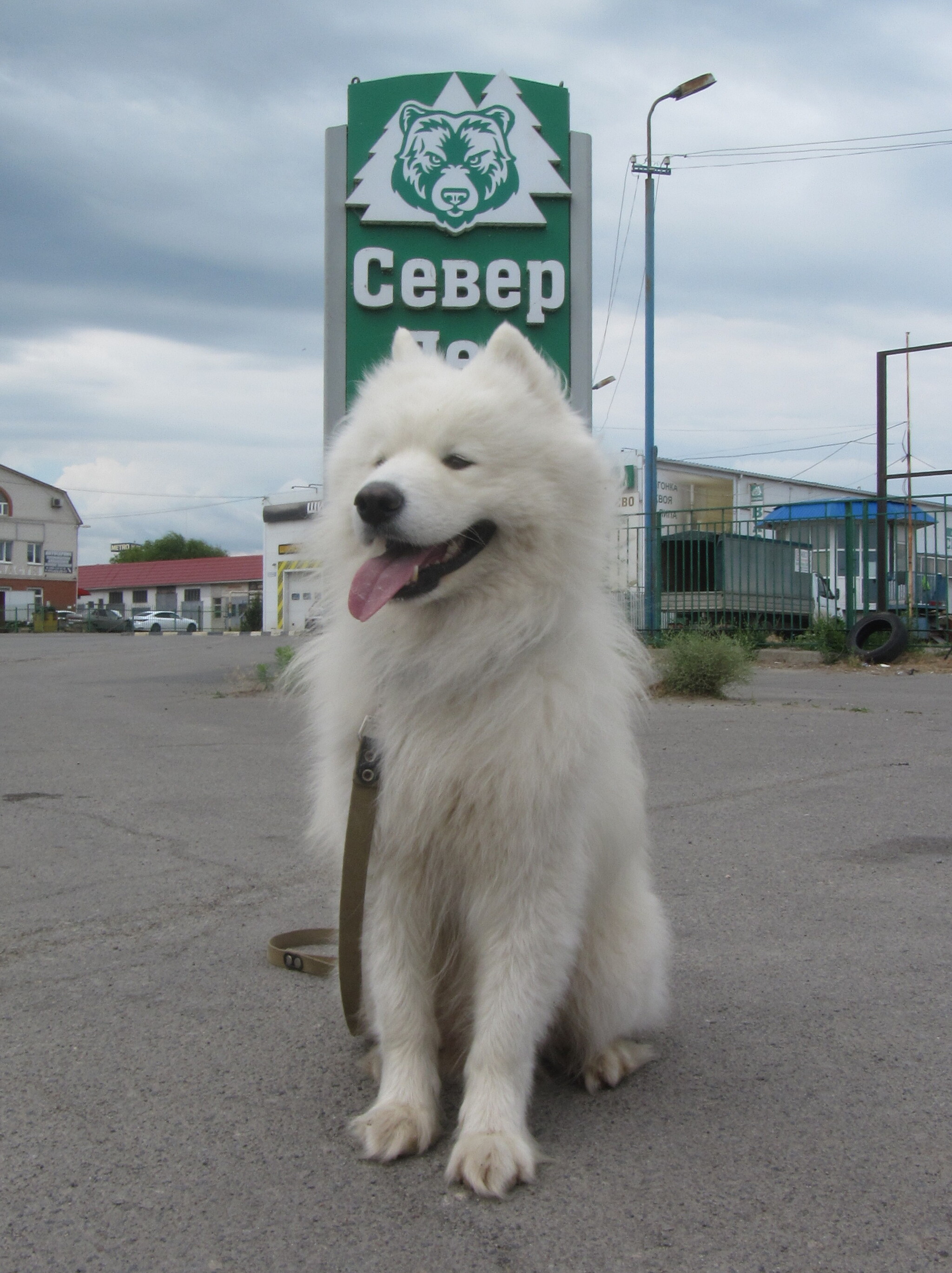 North dog. Самоед на севере. Дом Северной собаки