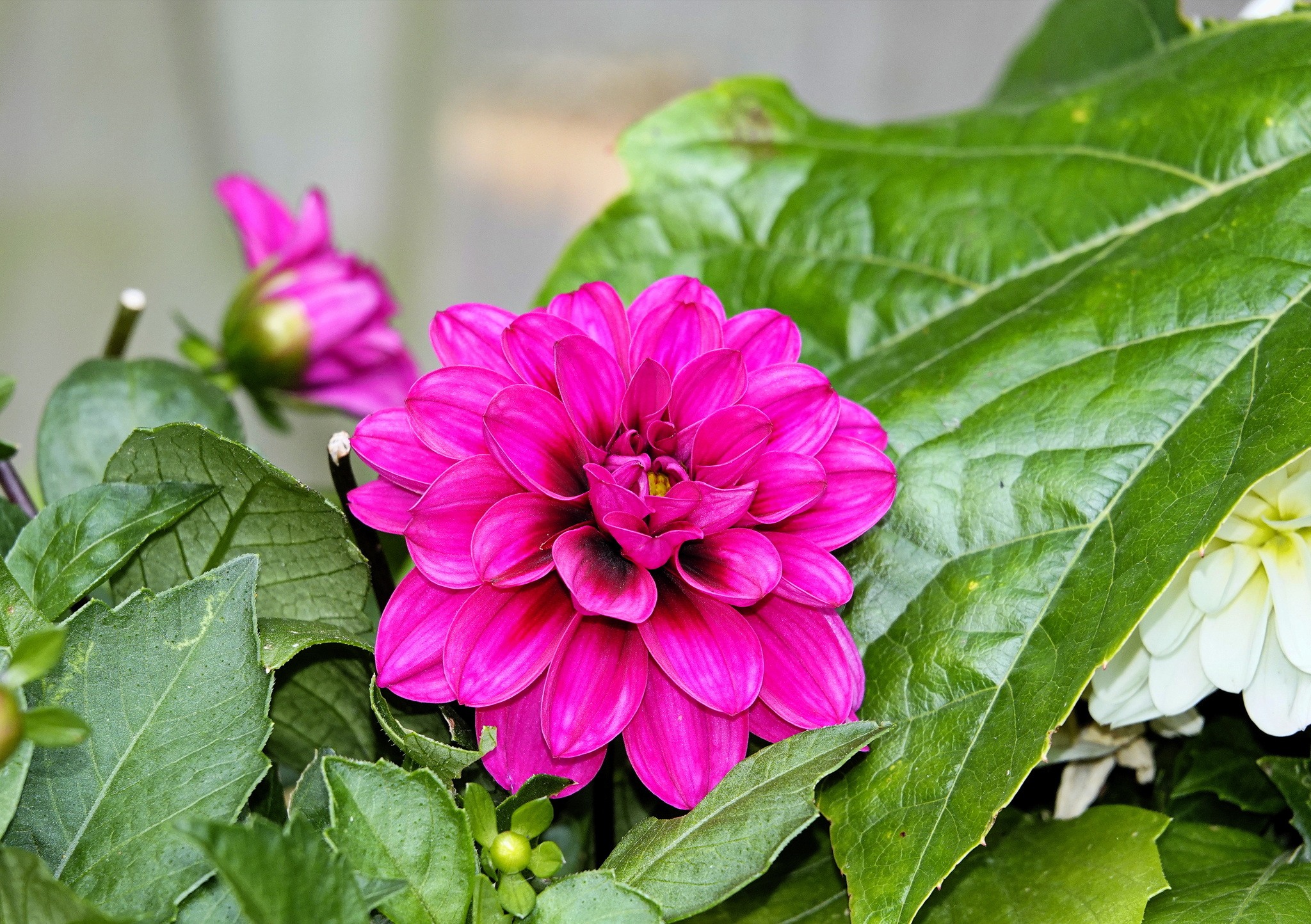 Георгин - цветок августа | Пикабу