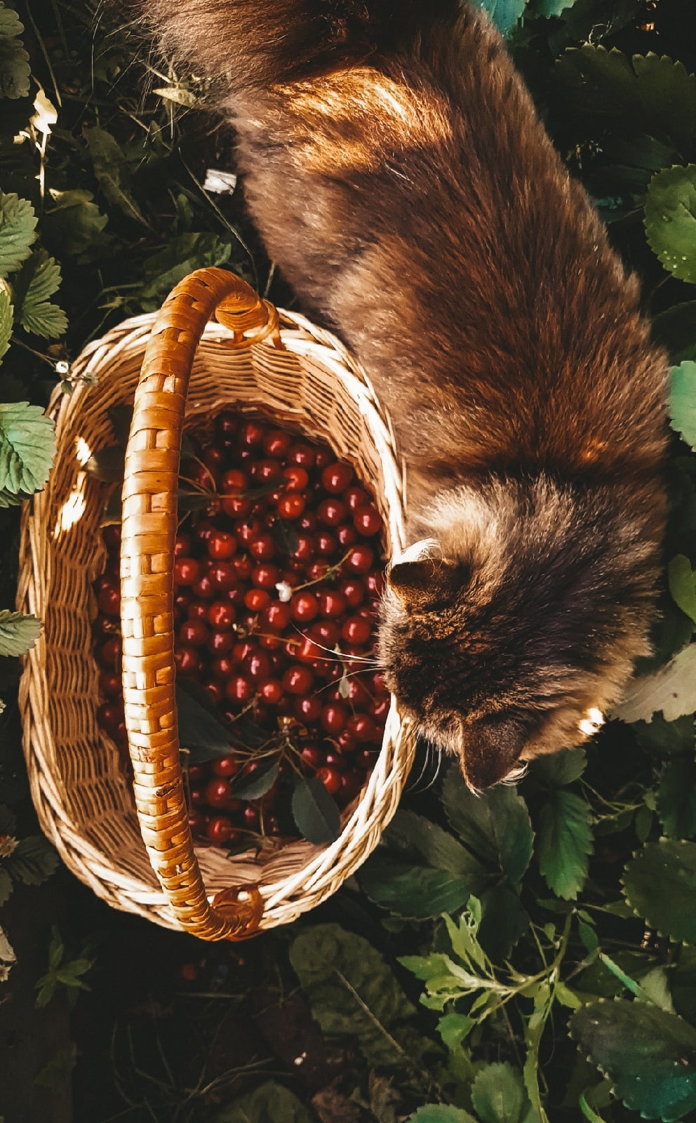 А просто летние фотографии вишни и кошки | Пикабу