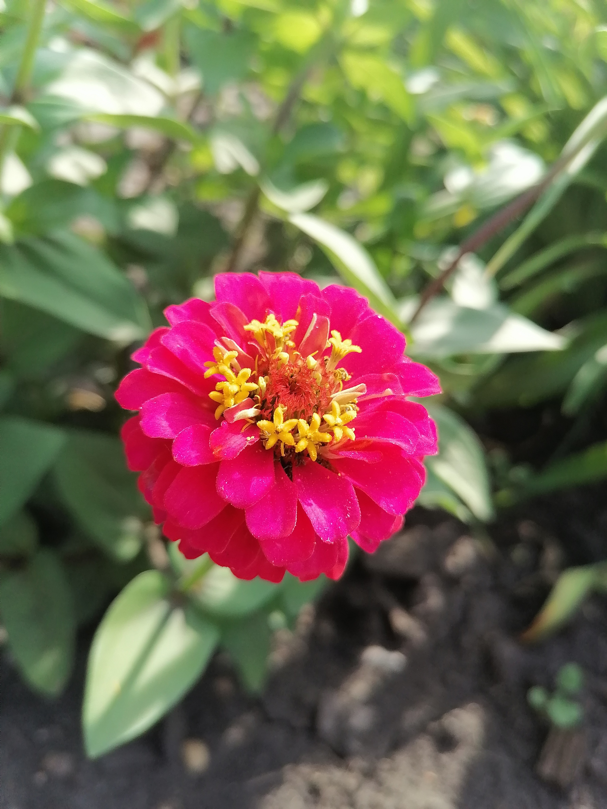 В школьном саду | Пикабу