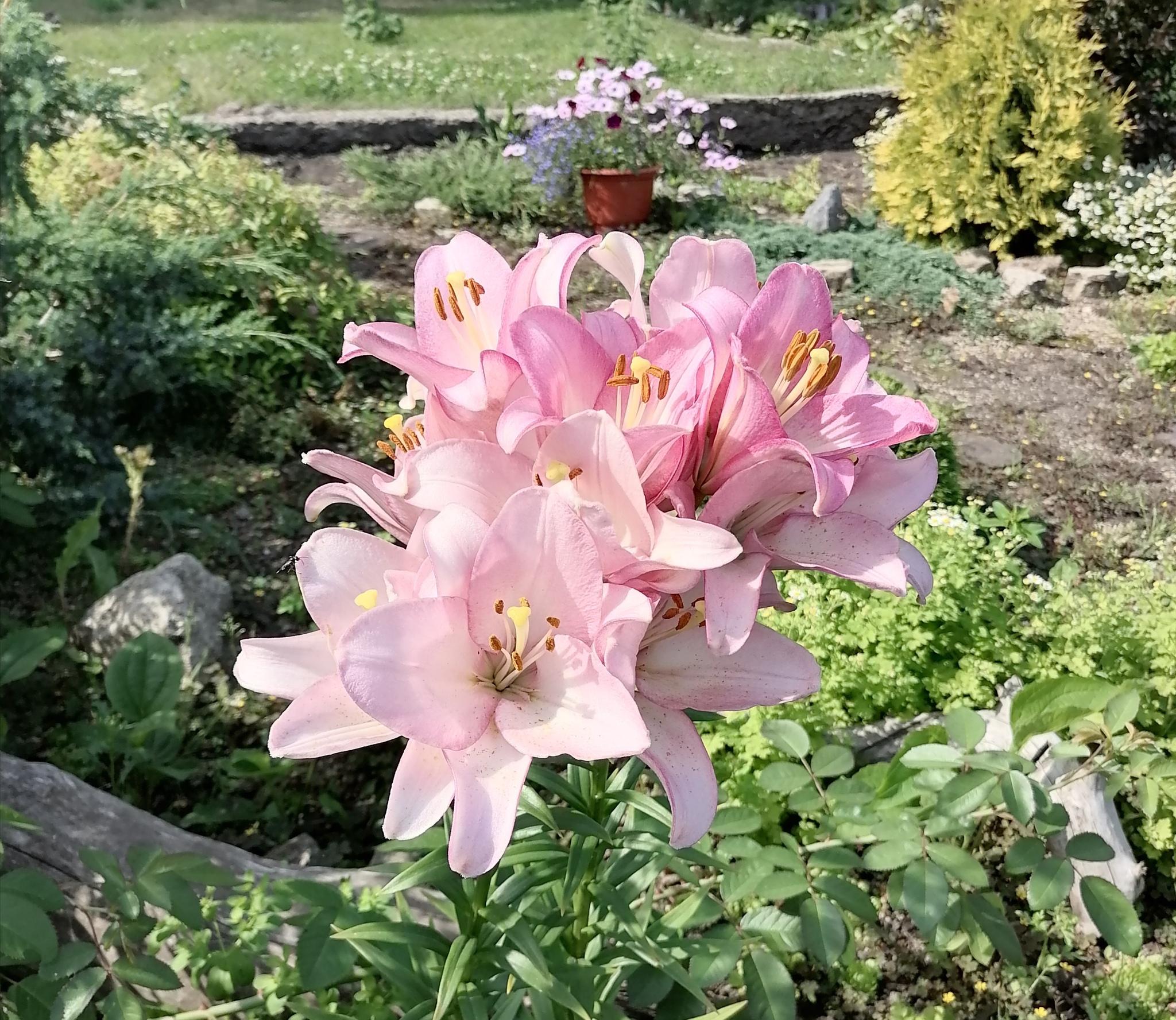 В школьном саду | Пикабу