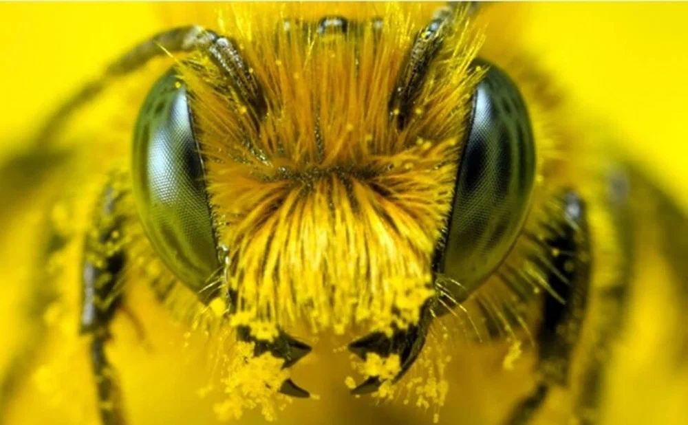 Как спасти диких пчел: ученые нашли еще один способ