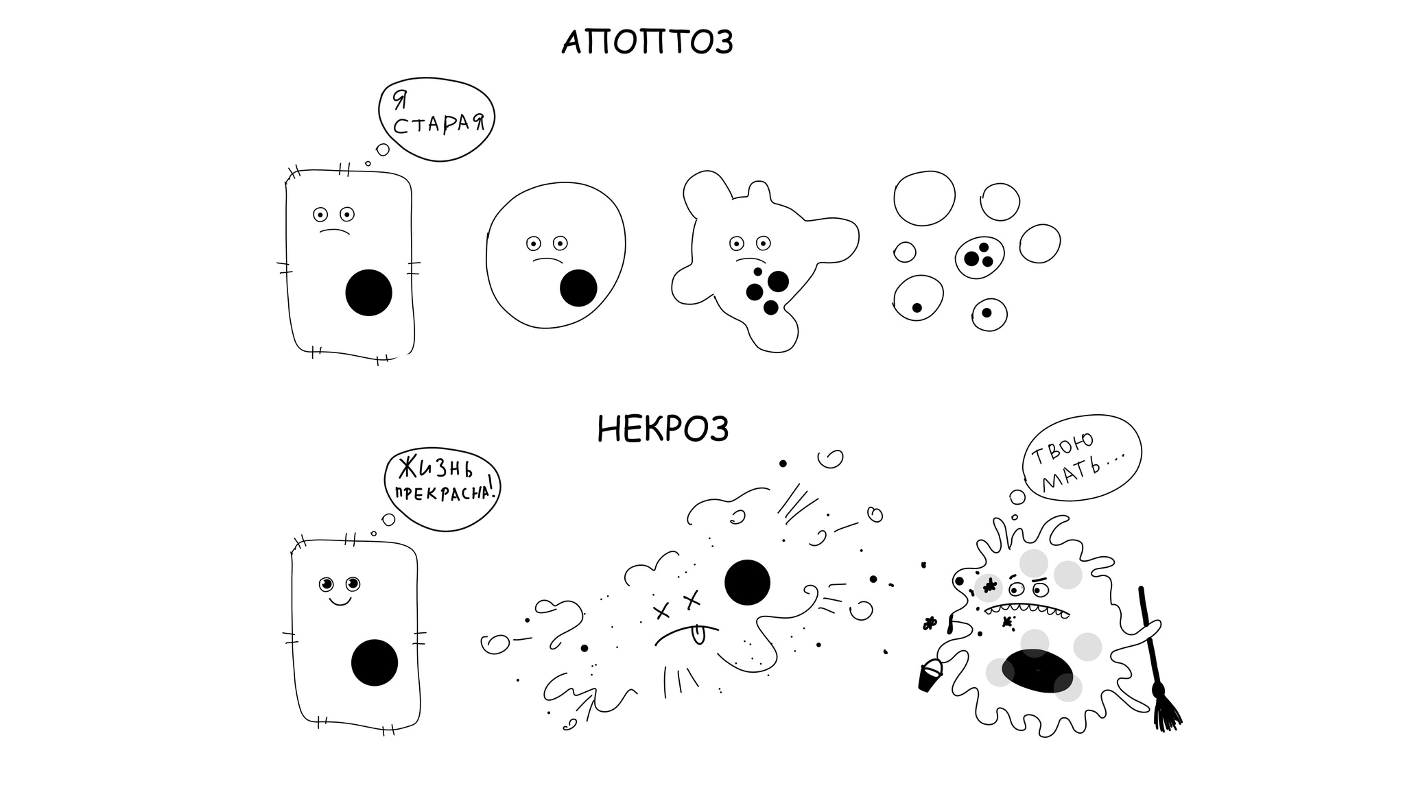 Как умирают клетки (часть 2) | Пикабу