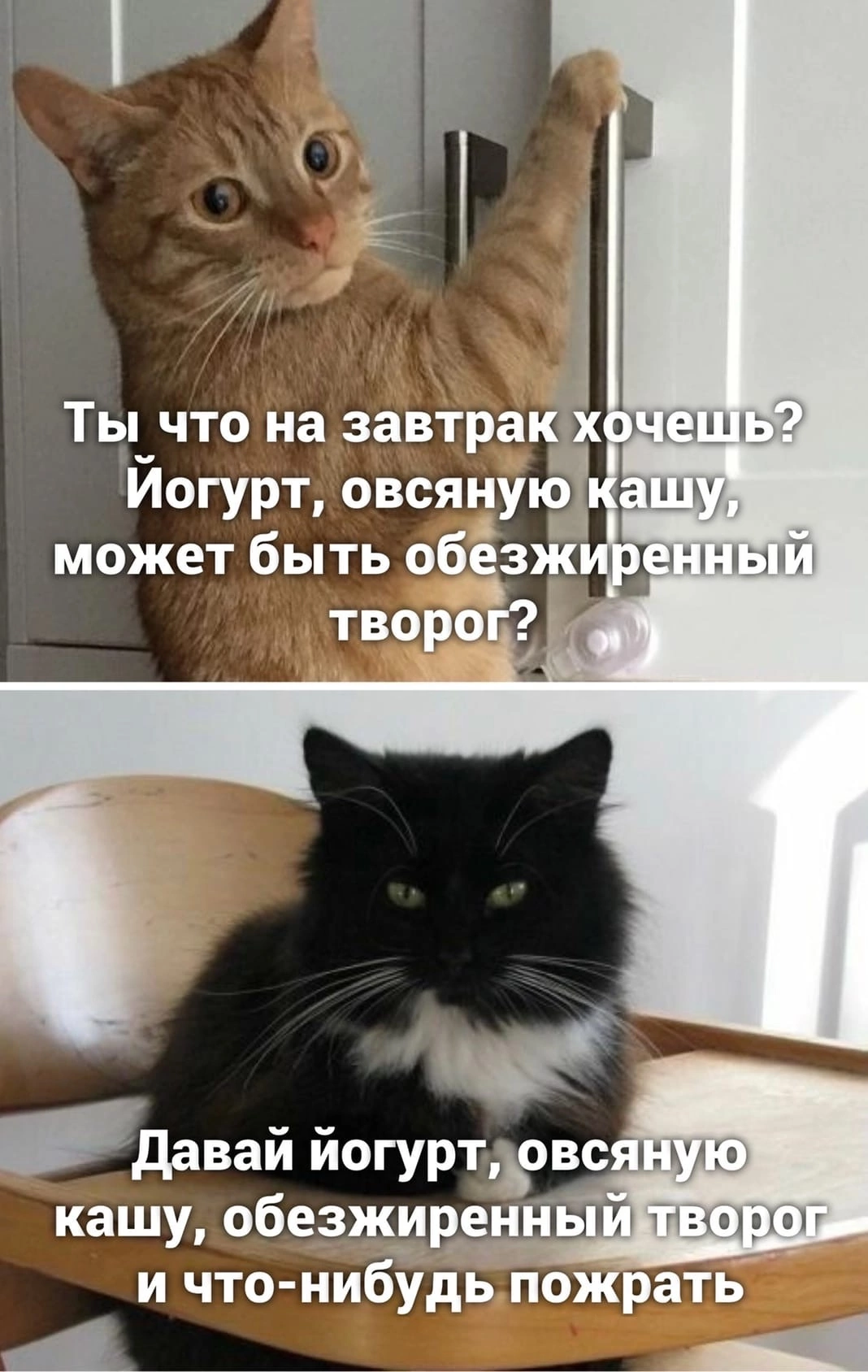 Мем с добрым утром с котом