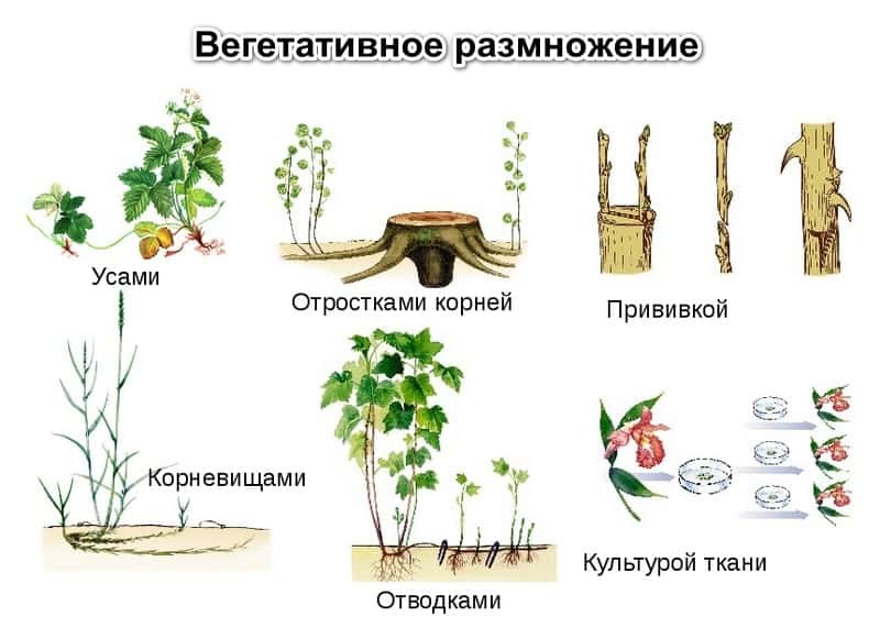 Микроклональное размножение орхидей