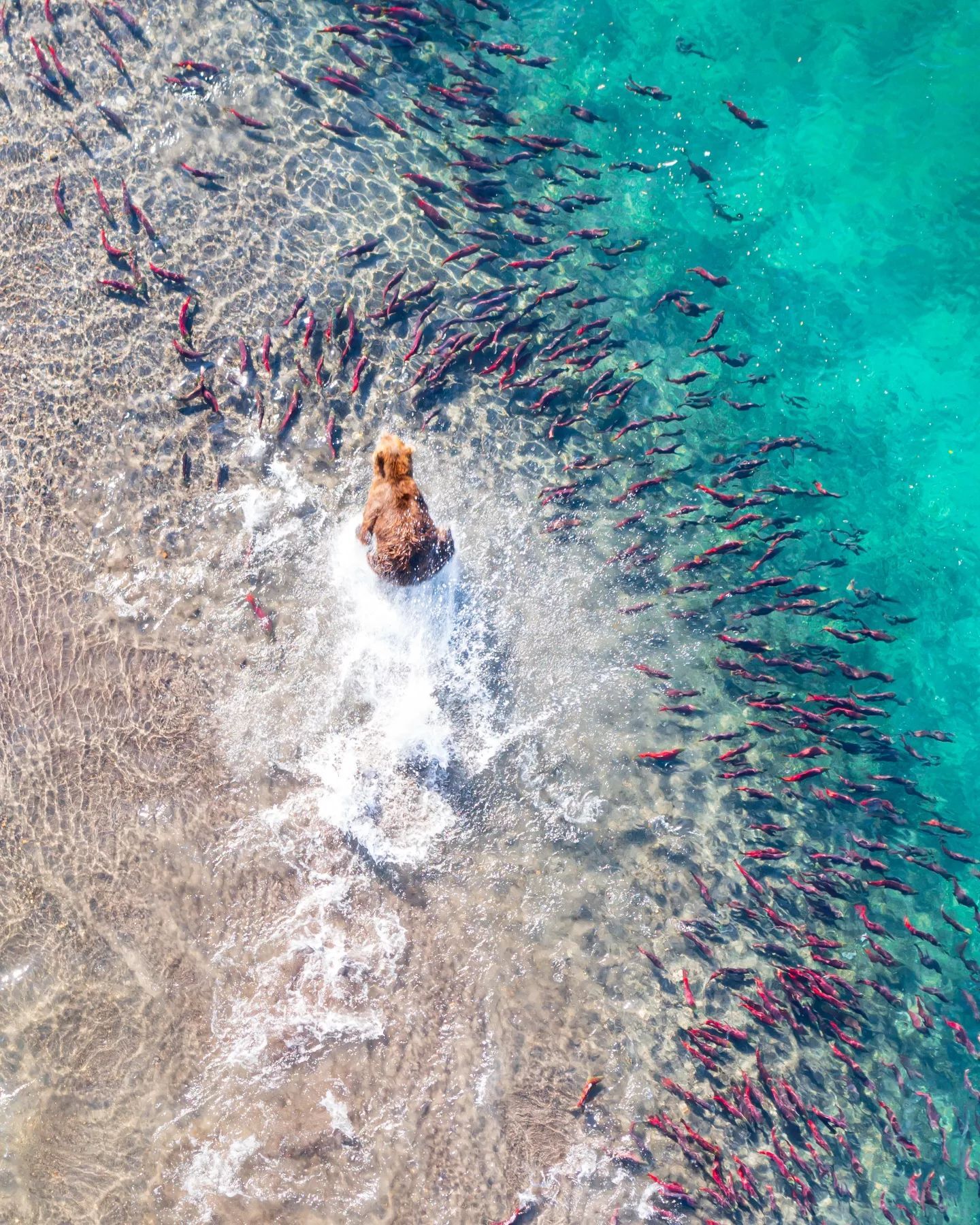 Озеро Курильское. Камчатка. Нерест лососёвых | Пикабу