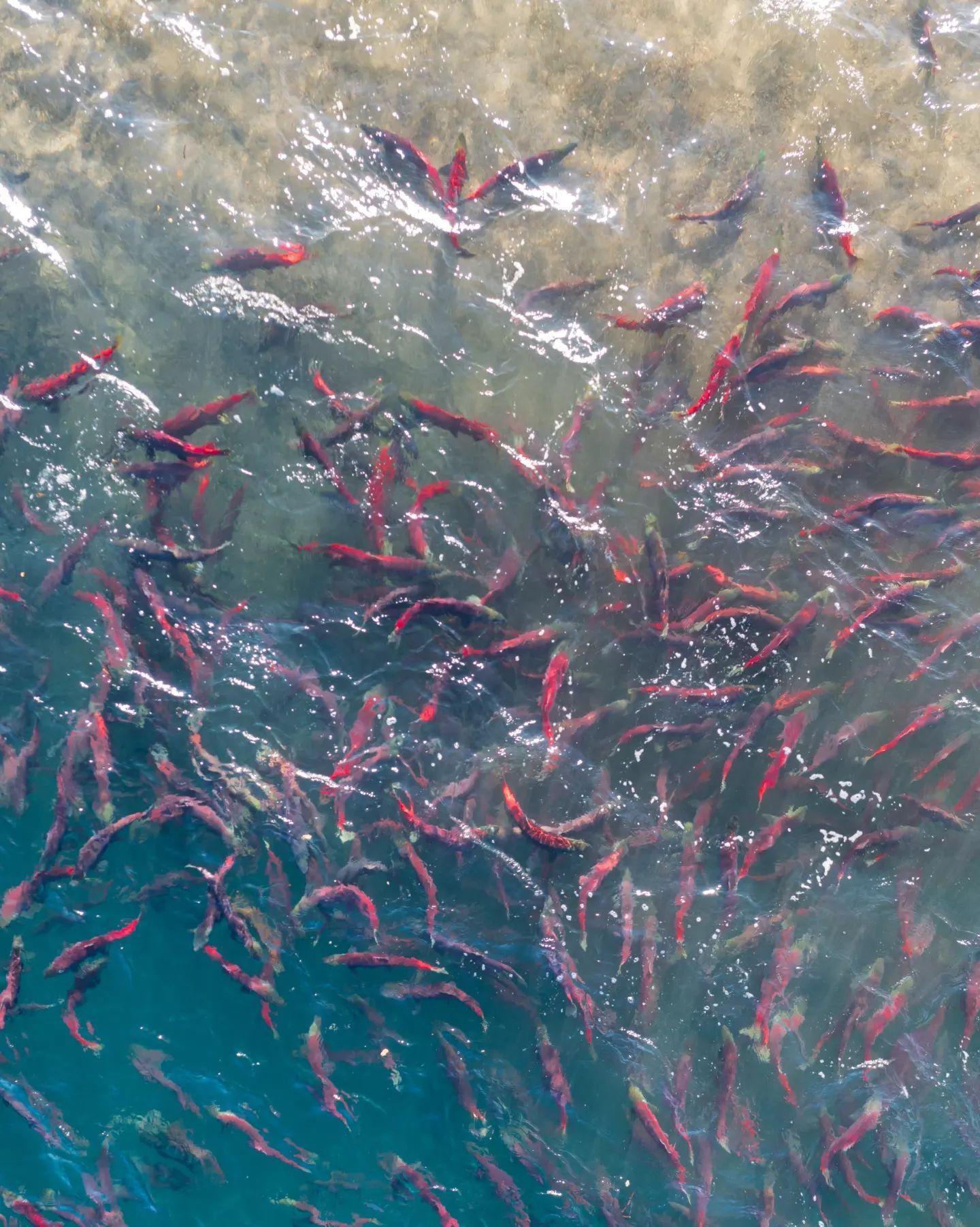 Озеро Курильское. Камчатка. Нерест лососёвых | Пикабу