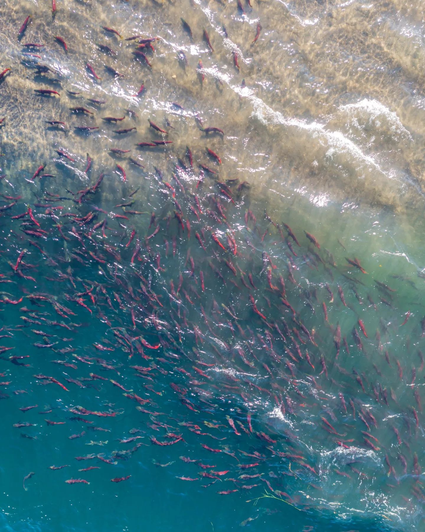 Озеро Курильское. Камчатка. Нерест лососёвых | Пикабу