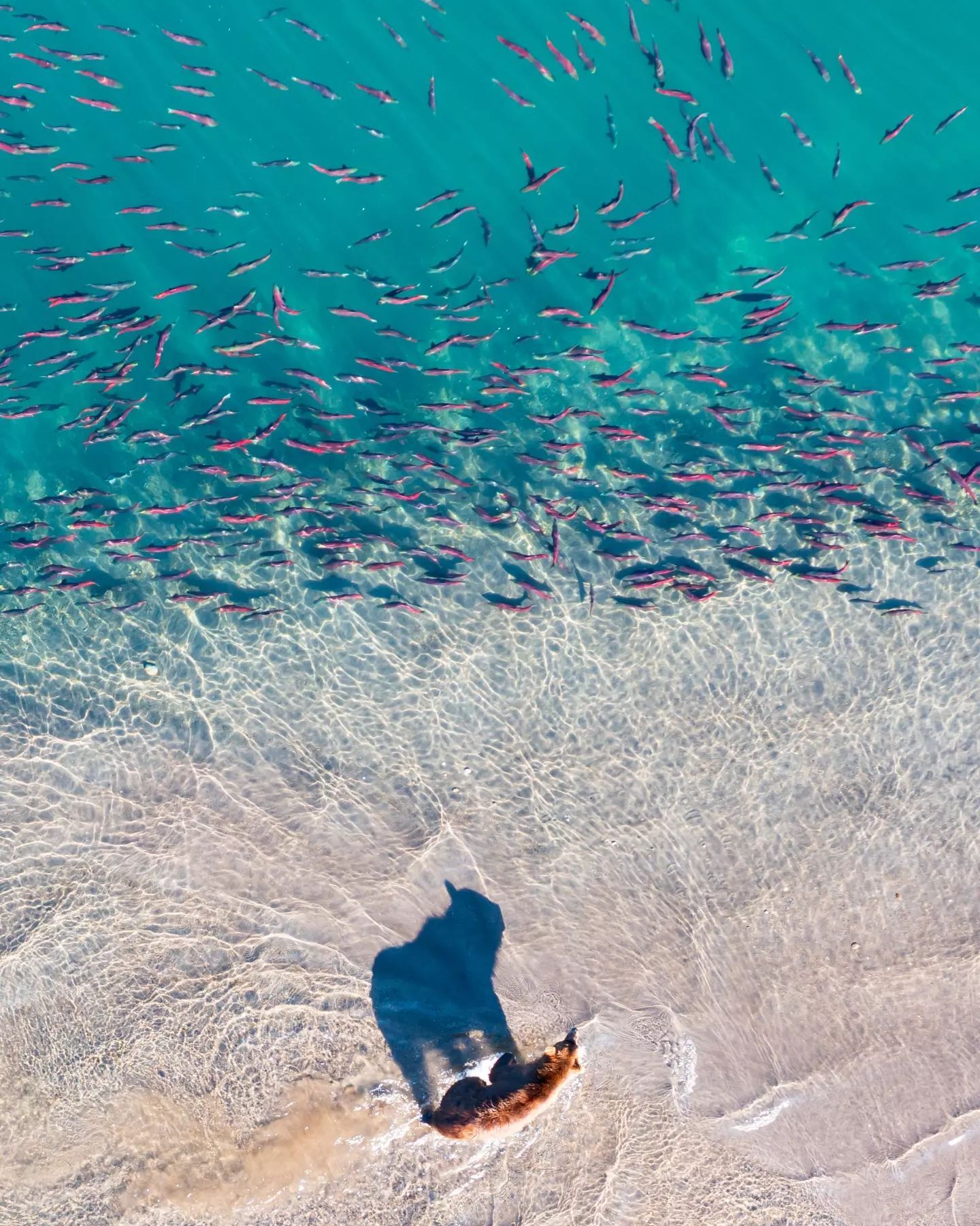 Озеро Курильское. Камчатка. Нерест лососёвых | Пикабу