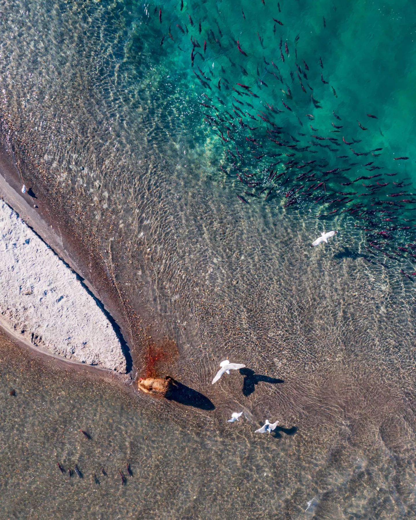 Озеро Курильское. Камчатка. Нерест лососёвых | Пикабу
