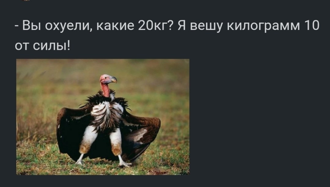 Гриф | Пикабу
