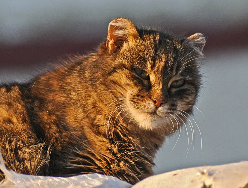 Уличный кот. Потрепанный уличный кот. Уличный кот матерый. Толстый рыжий уличный кот. Крупные уличные коты.