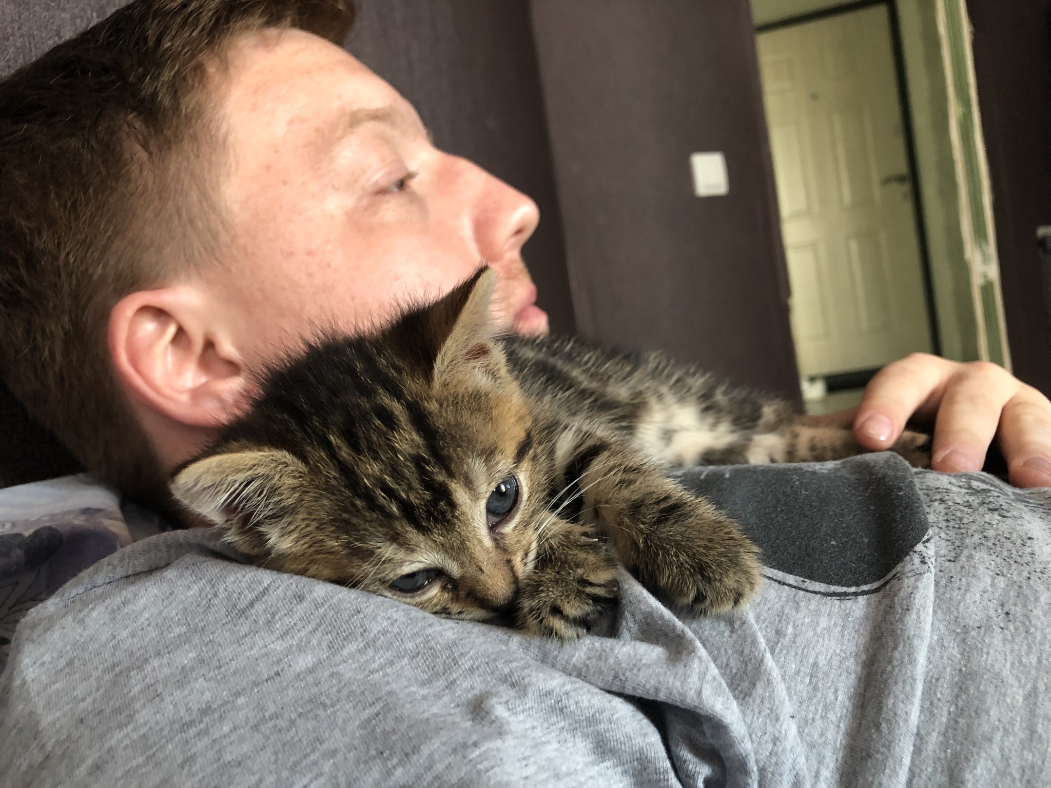 Ответ IvanRed в «Срочно требуется кормящая кошка! Псков» | Пикабу