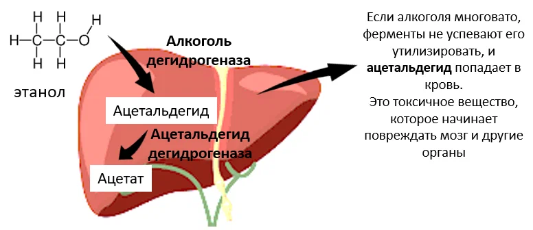 Как правильно пить…не воду | Пикабу