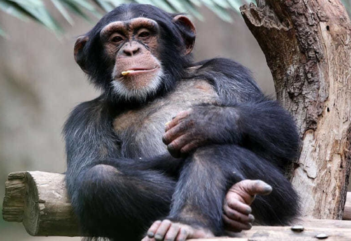 В мире обезьян | Пикабу