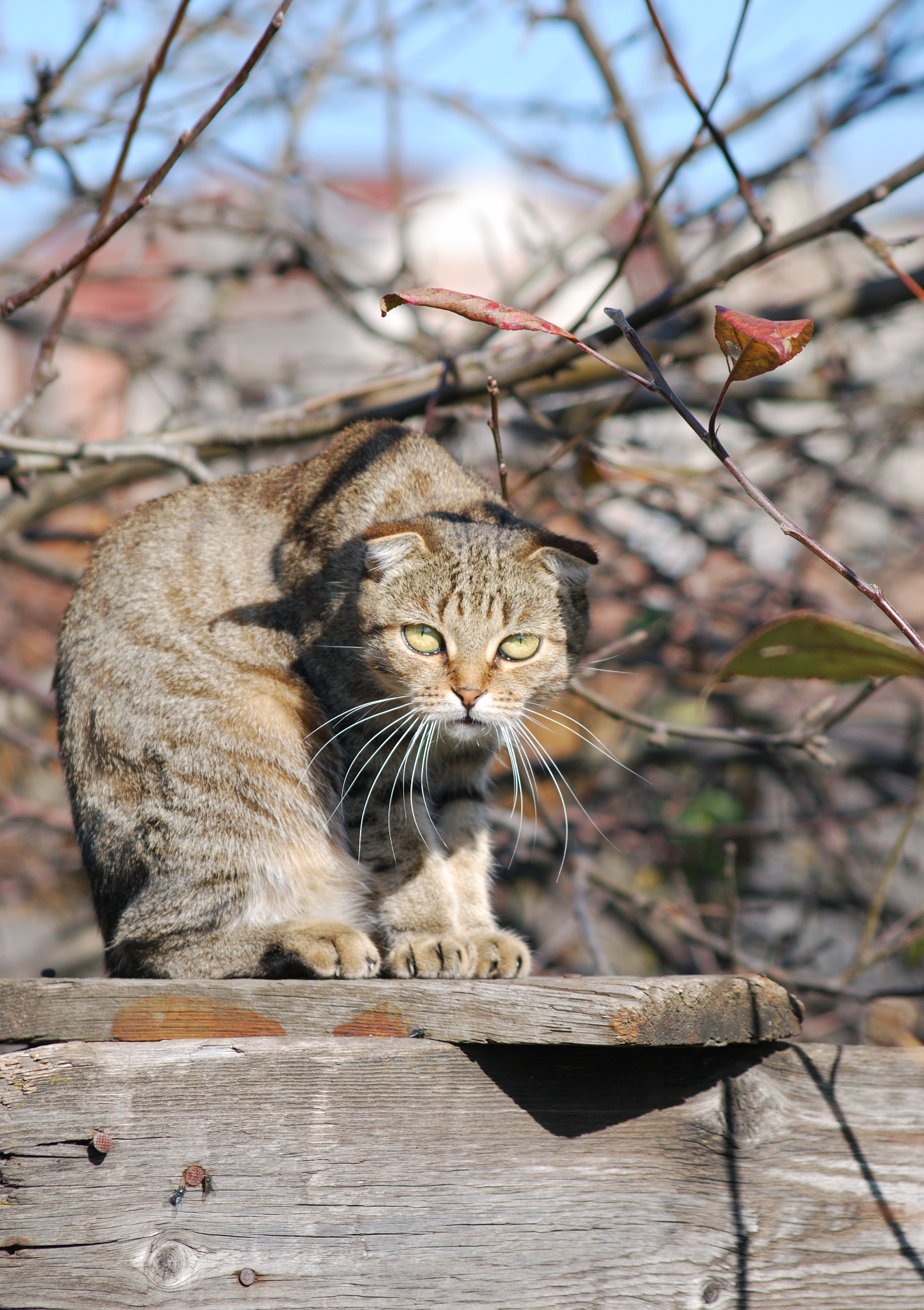 Котиков много не бывает! | Пикабу