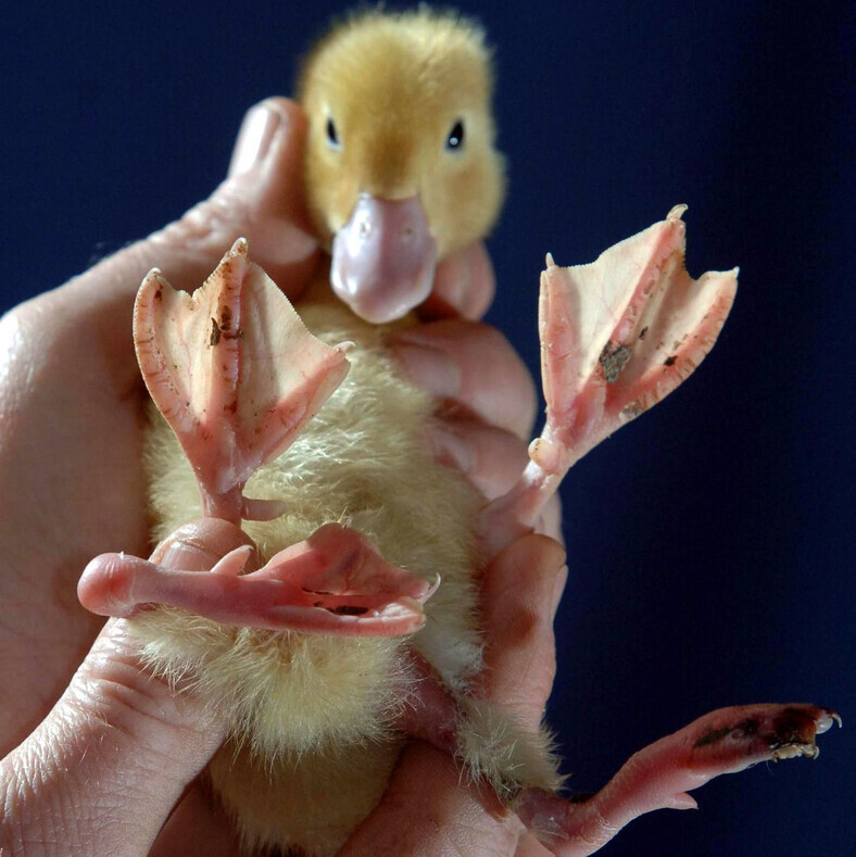 Оживленная дискуссия в ветеринарных кругах