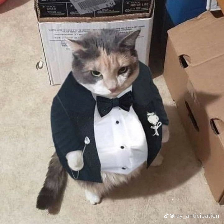 Котейки | Пикабу