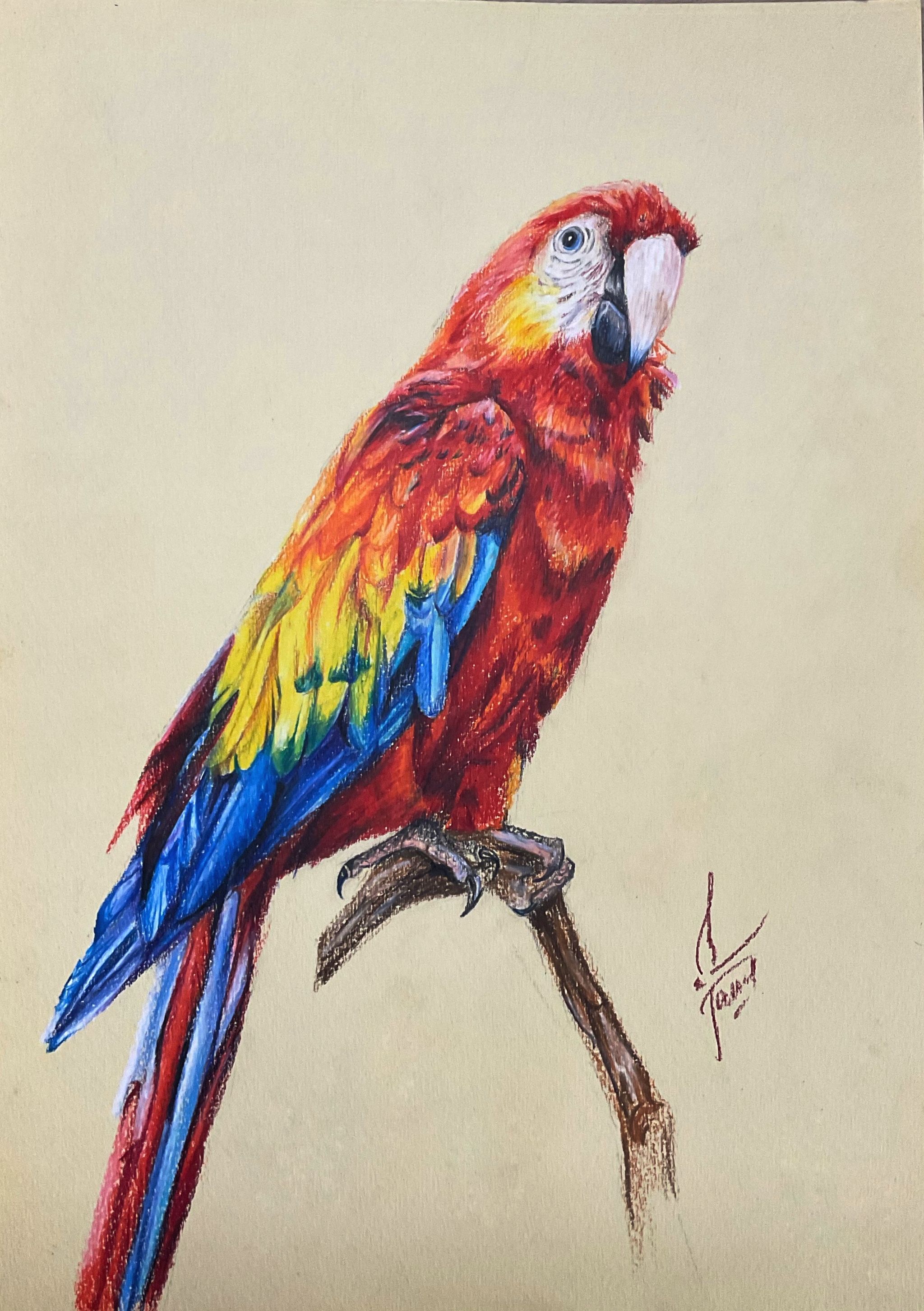 Рисунок попугая ара карандашом синий