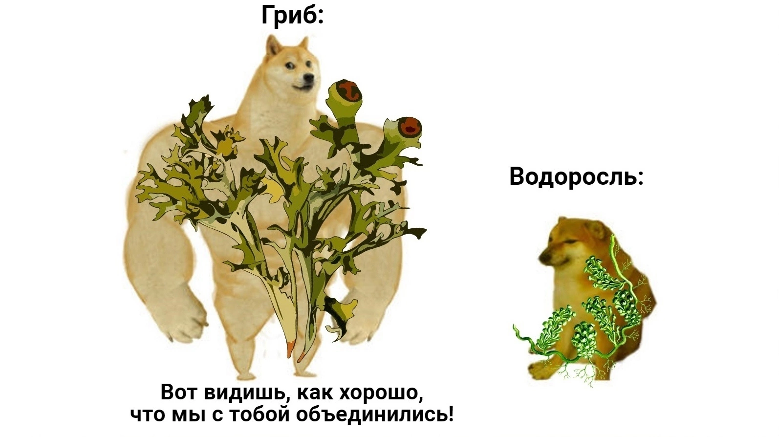 ХОТЕЛОСЬ О ЛИШАЙНИКАХ, А ПОЛУЧИЛОСЬ ОПЯТЬ О ПАРАЗИТАХ | Пикабу