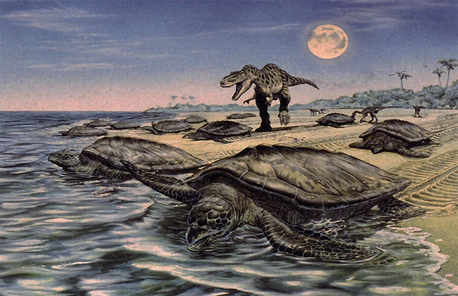 Мезозойские истории. Морская черепаха Архелон. Архелон гигантская черепаха. Черепахи Триасового периода. Древняя черепаха Архелон.