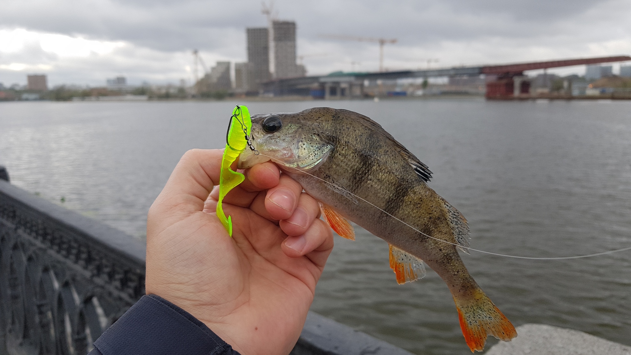 Рыба в Москве реке. Рыбалка на Москве реке. Акватория Москвы реки. Рыбалка сообщество.