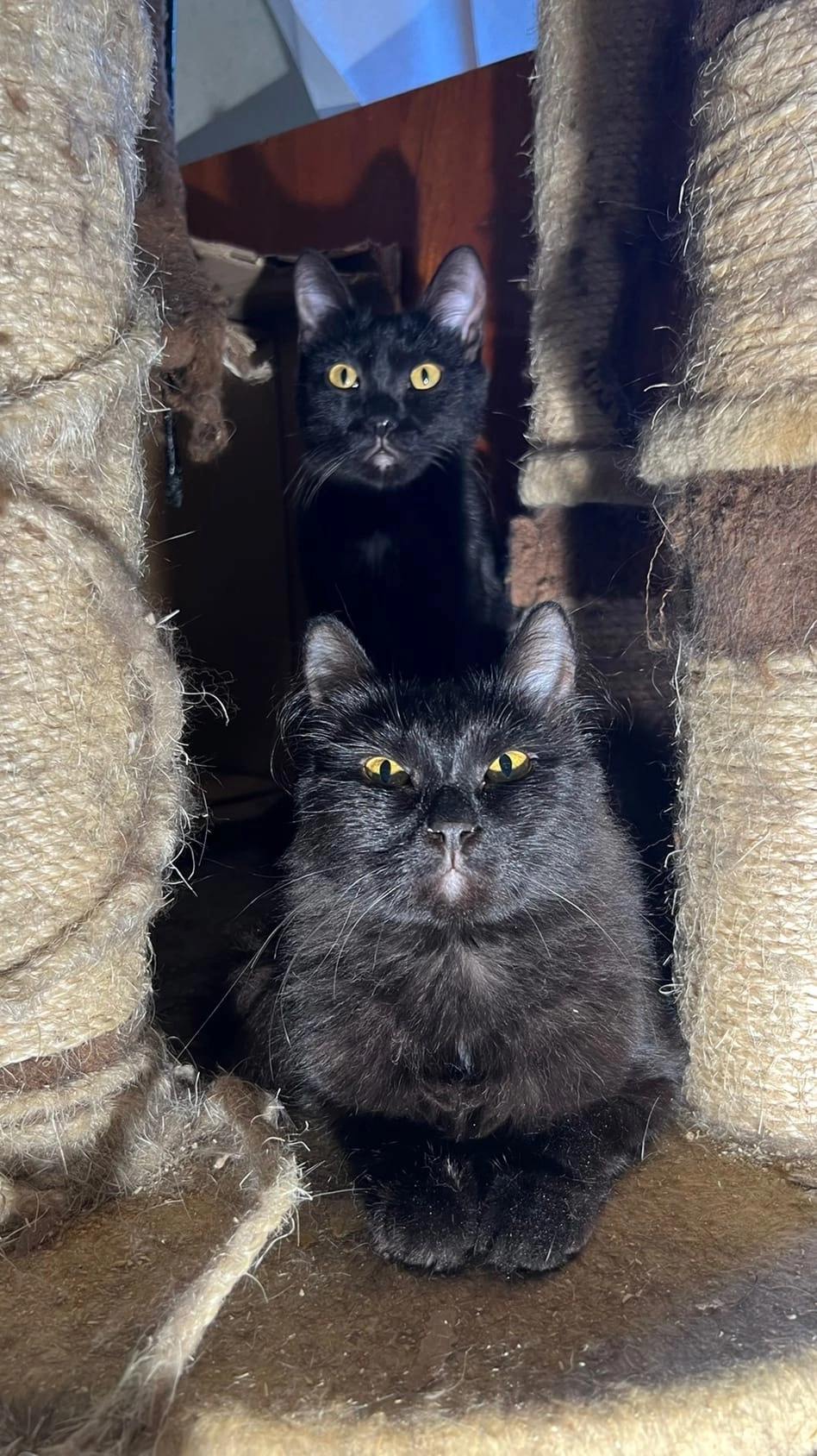 Помощь котикам. Екатеринбург | Пикабу