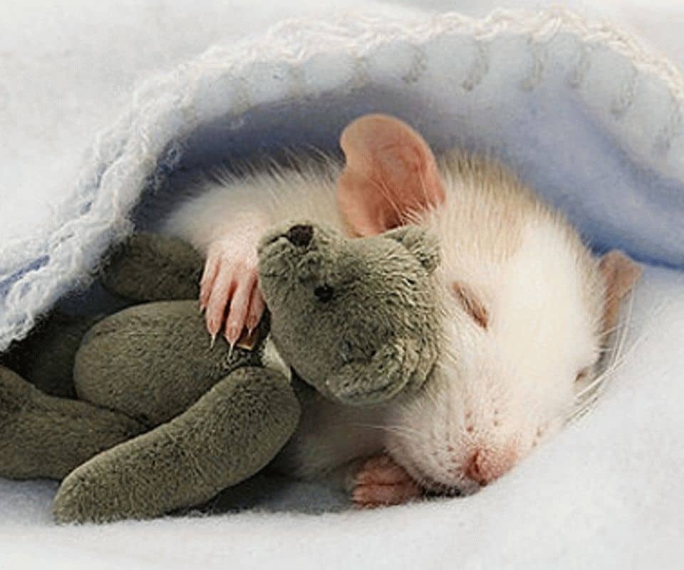 Споки сладкий. Спи спокойно сладких снов. Сладких безмятежных снов. Животные желают спокойной ночи. Спать пора спокойной ночи сладких снов.