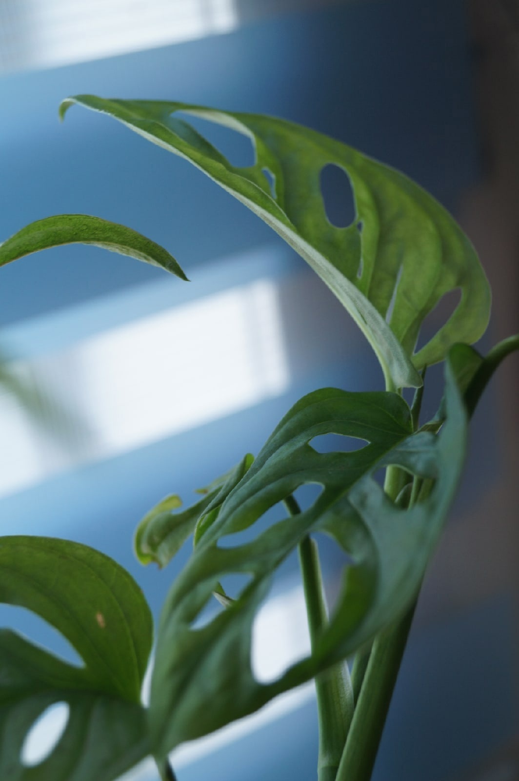 Монстера | Пикабу