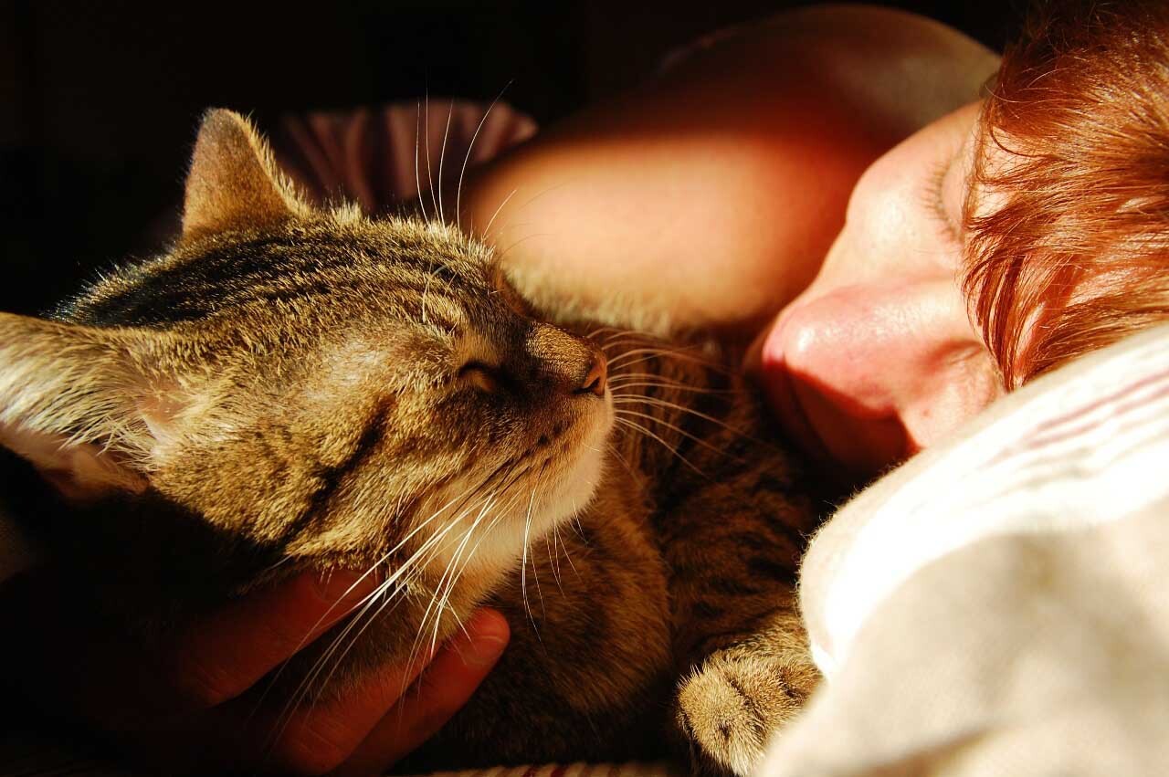 Зачем кошки спят на человеке? | Пикабу