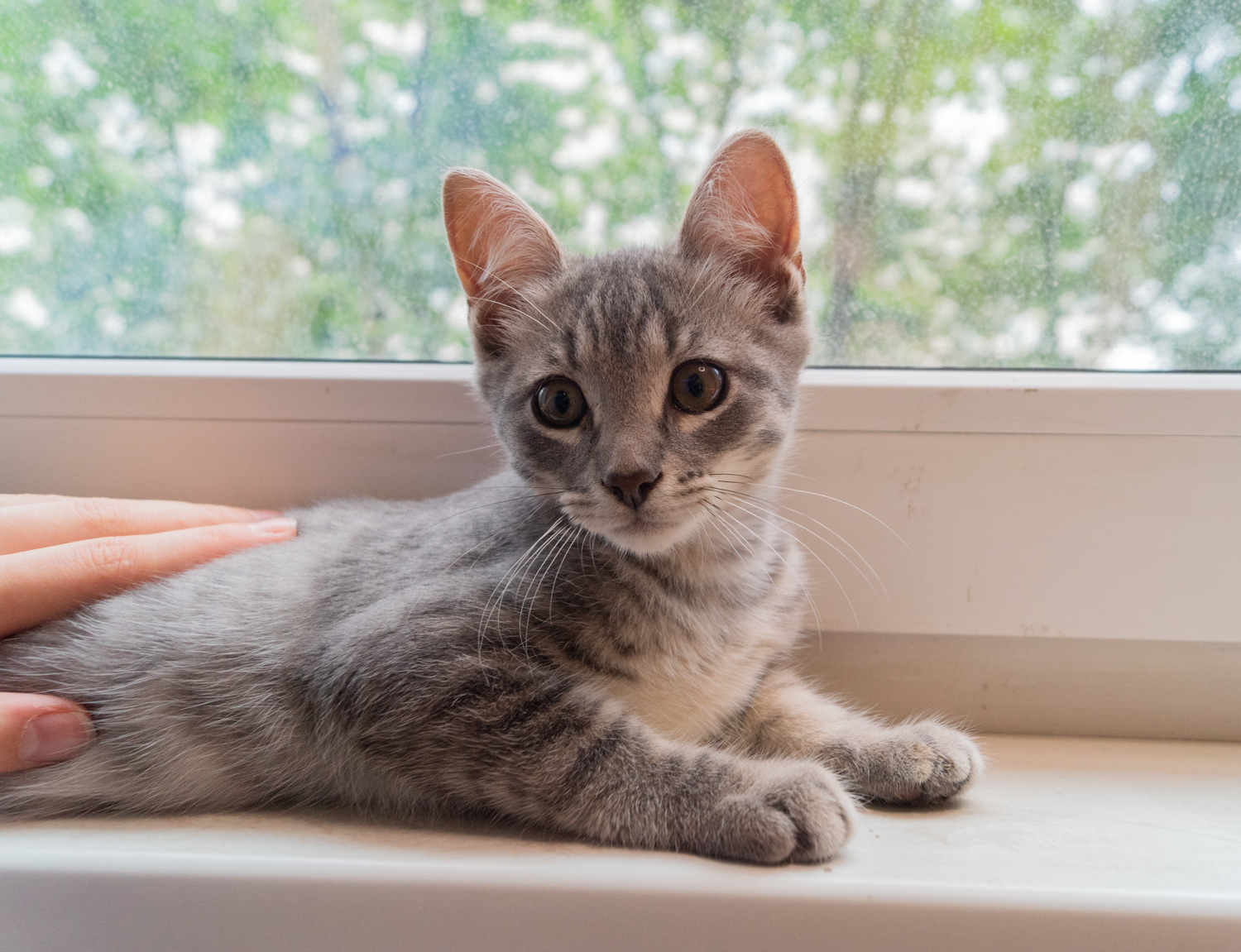 Супер ласковый котёнок ищет дом (СПб) | Пикабу