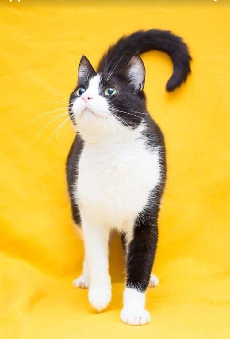 Для людей, предпочитающих стиль и классику - мадам ЖужУ | Пикабу