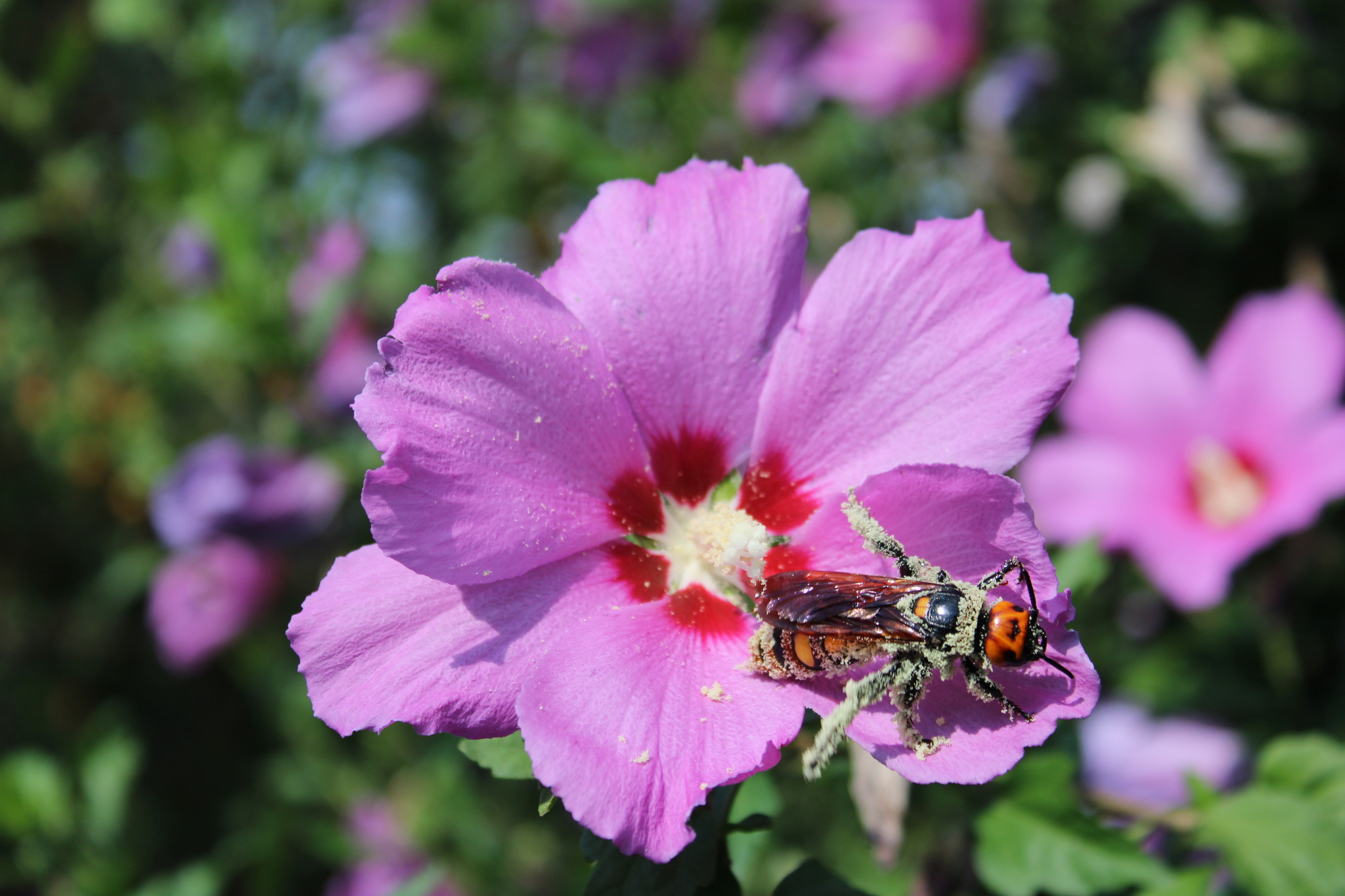 Обжора | Пикабу