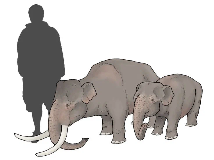 Сицилийский карликовый слон: Был настолько маленький, что его гоняли даже  лебеди. А ещё, вероятно, он стал виновником мифа о циклопе | Пикабу