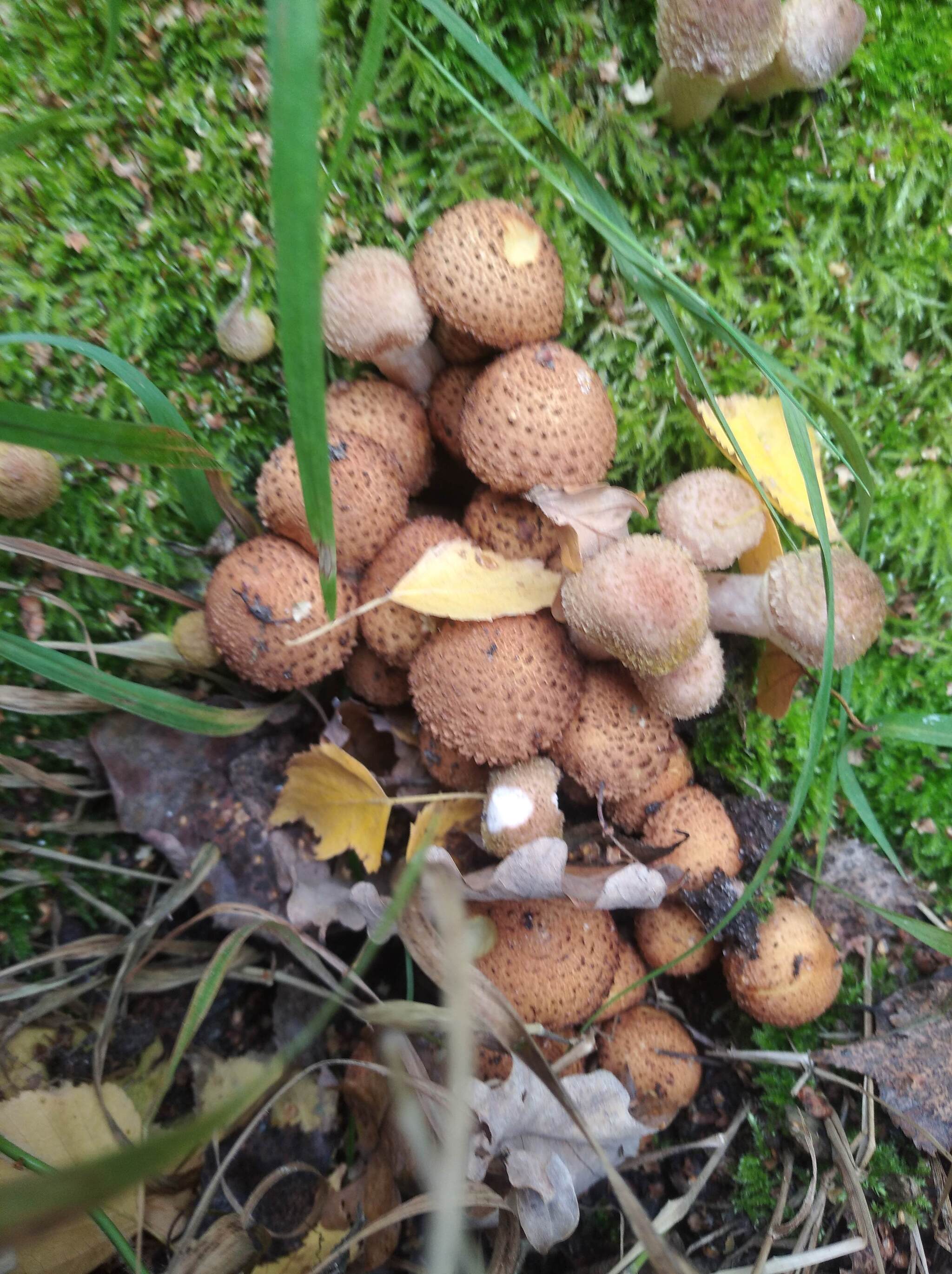 Что за гриб такой | Пикабу