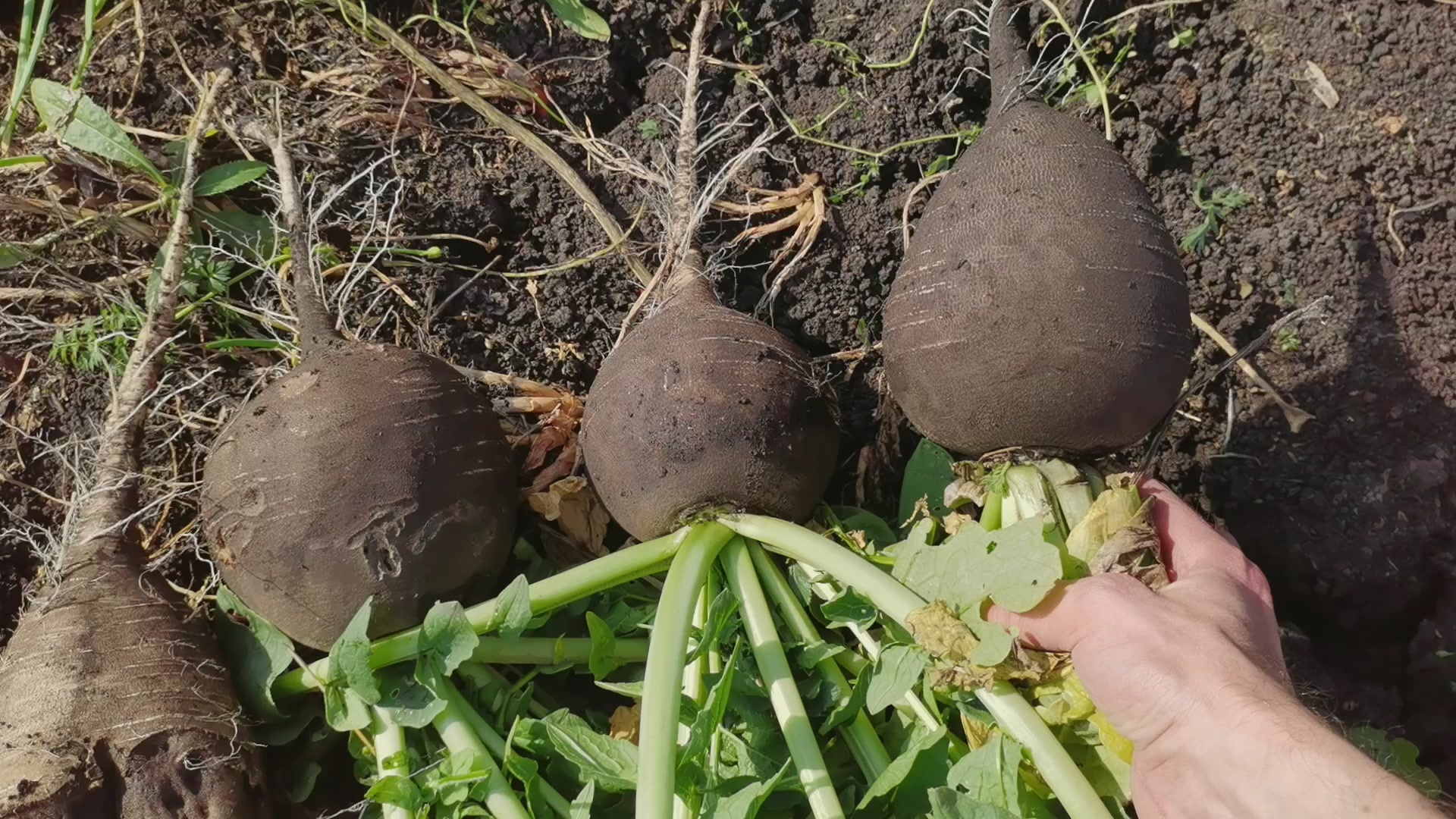 Уборка урожая моркови, свеклы и зимней редьки | Пикабу