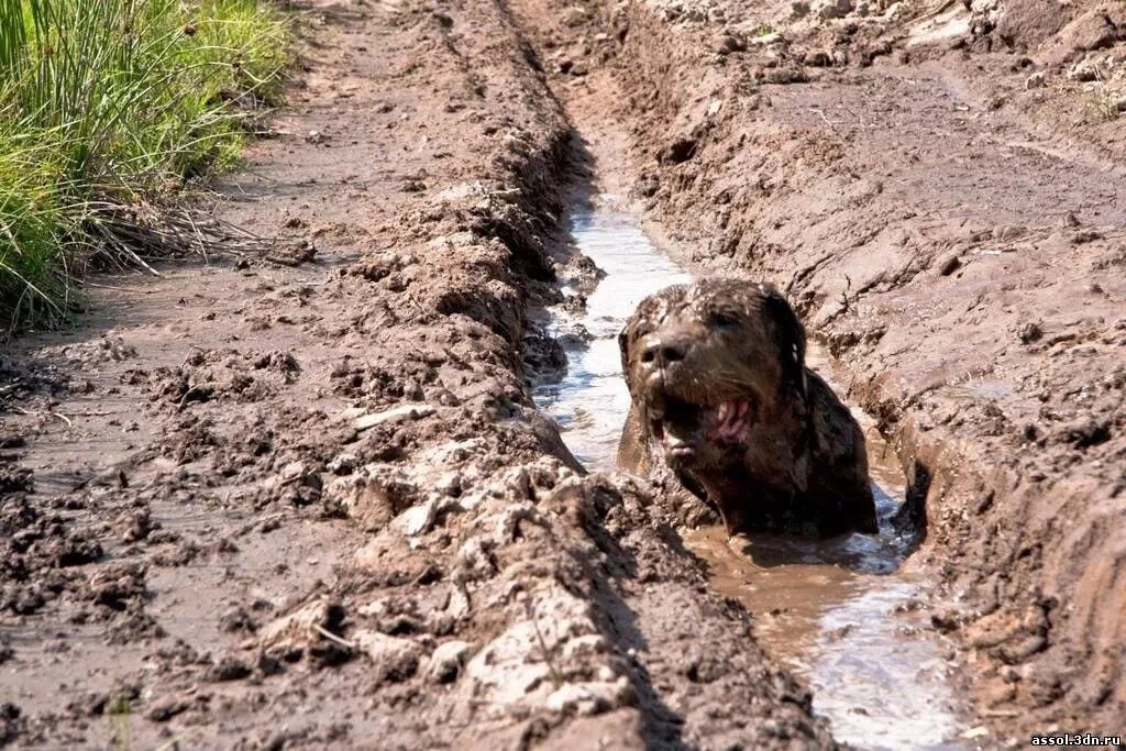 Собака купается в грязи. Грязная собака