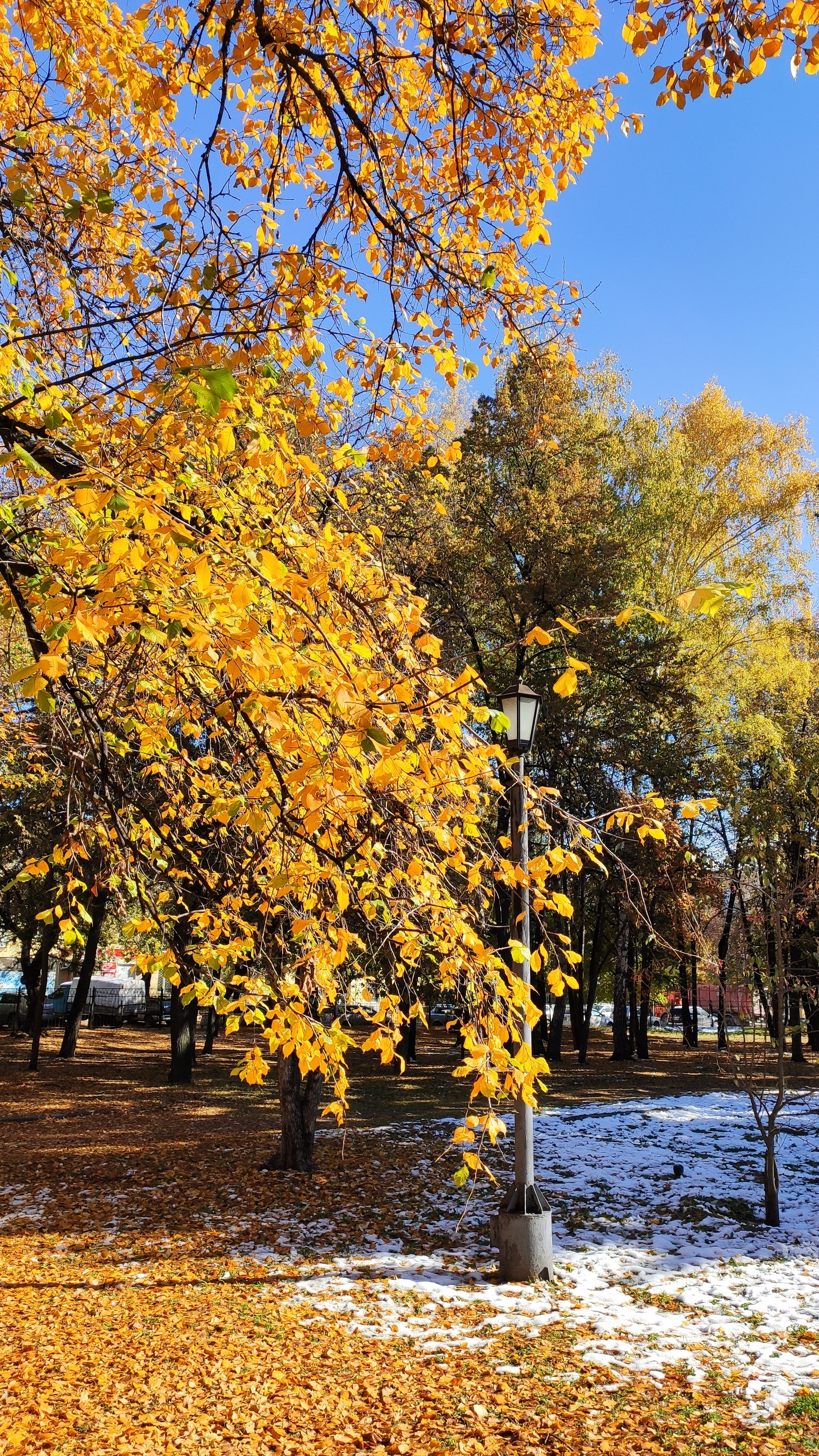 Осень В Новосибирске Фото