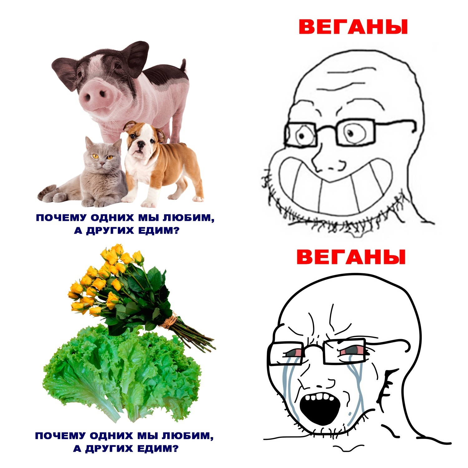 Лицемерие веганов | Пикабу