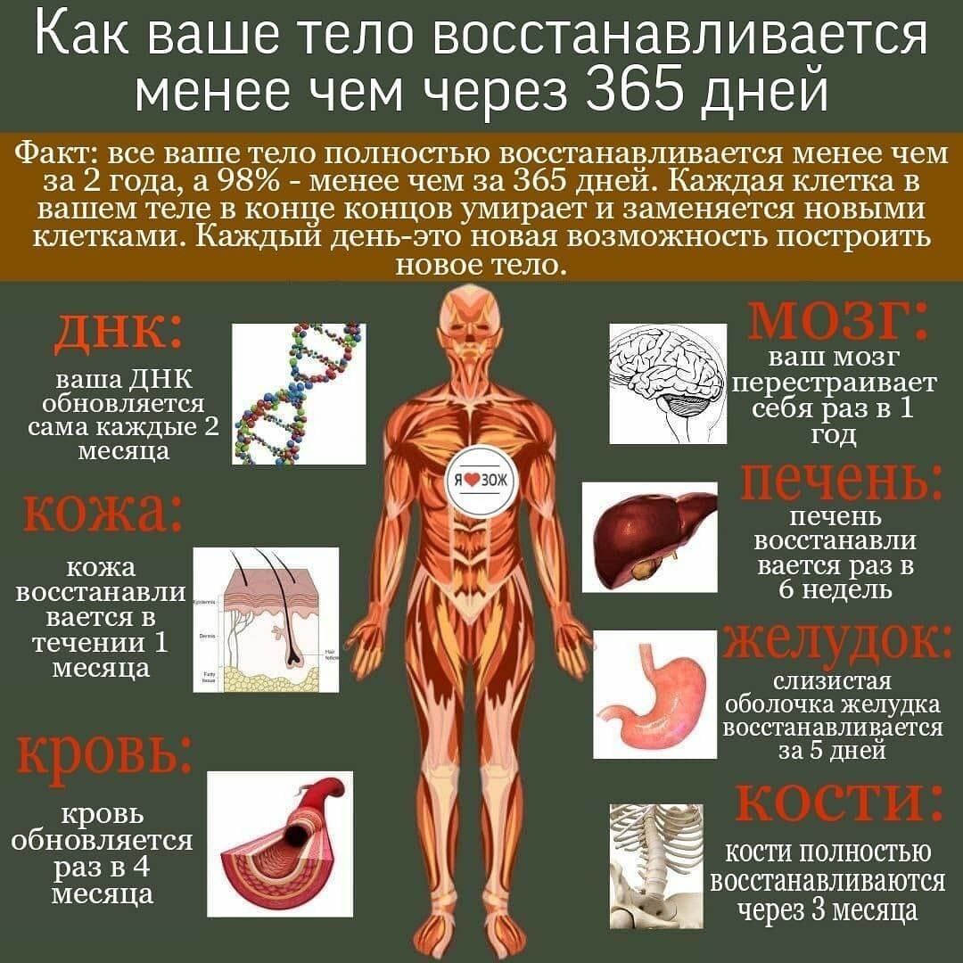 Как ваше тело восстанавливается менее чем через 365 дней | Пикабу