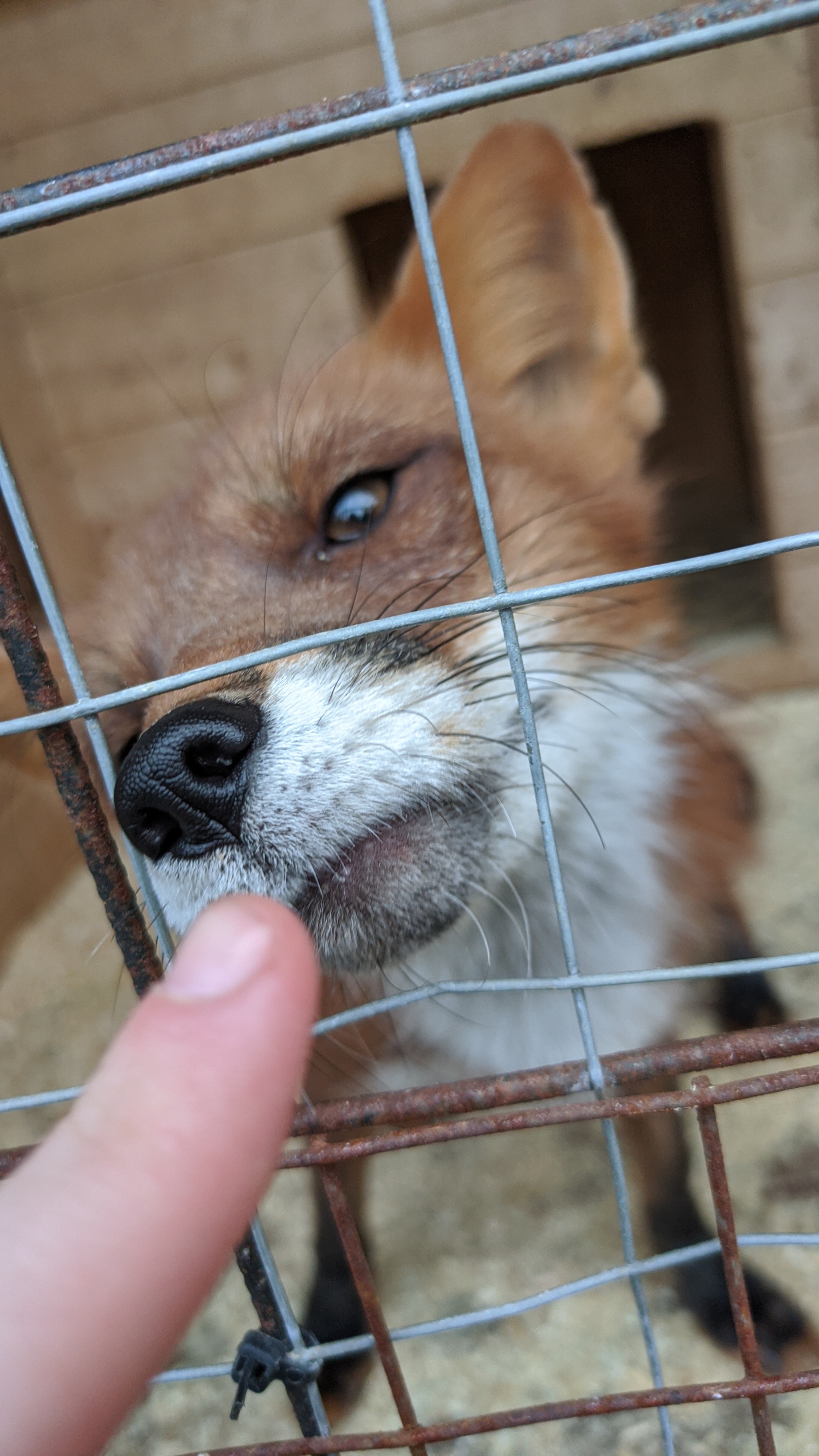 В гостях у питомника лис | Пикабу