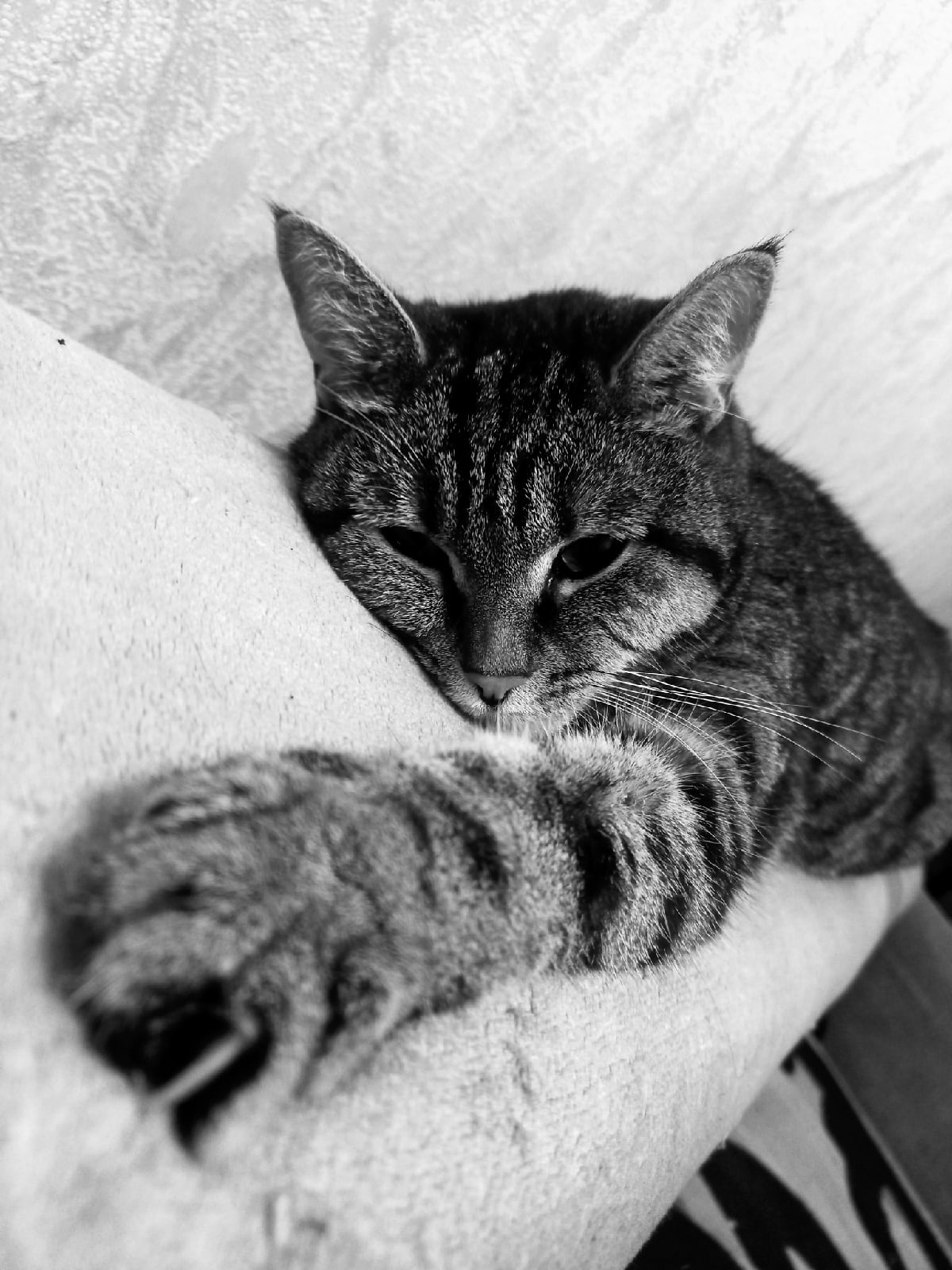 Кошачий стресс или обоссанный диван | Пикабу